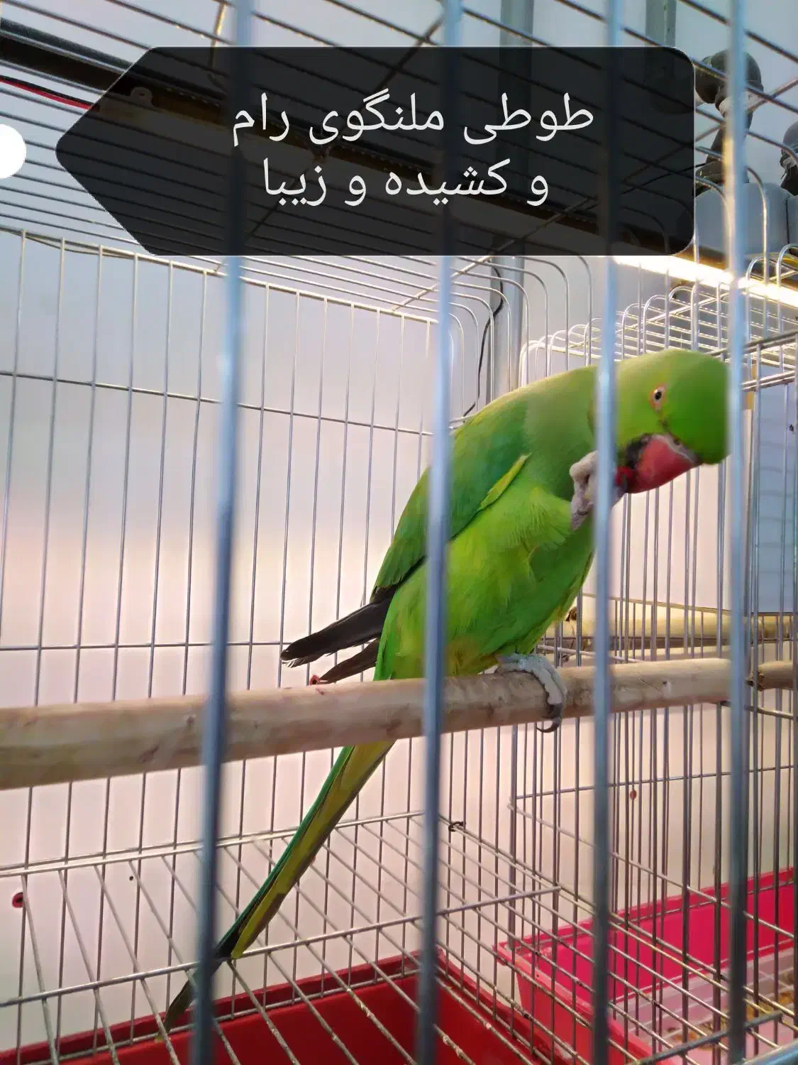 دنیای پرندگان سخنگو (تینا)|پرنده|بوکان, |دیوار