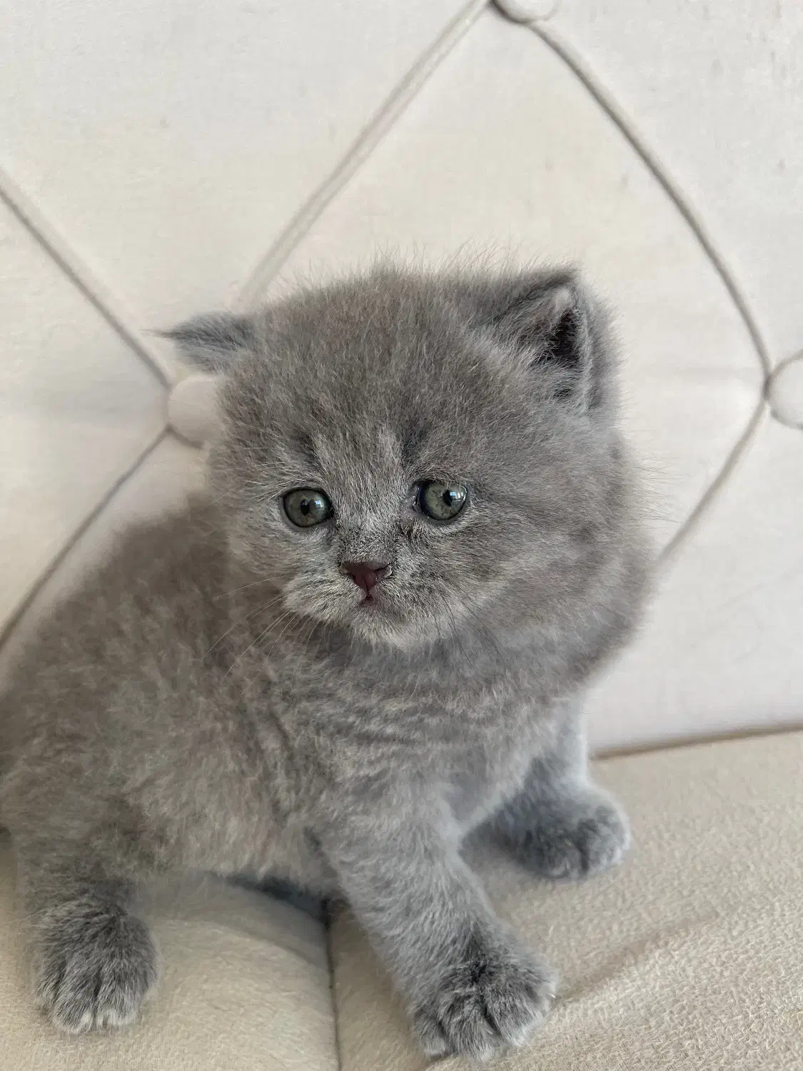 اسکاتیش بریتیش های بلو رنگ|گربه|تهران, شهران شمالی|دیوار