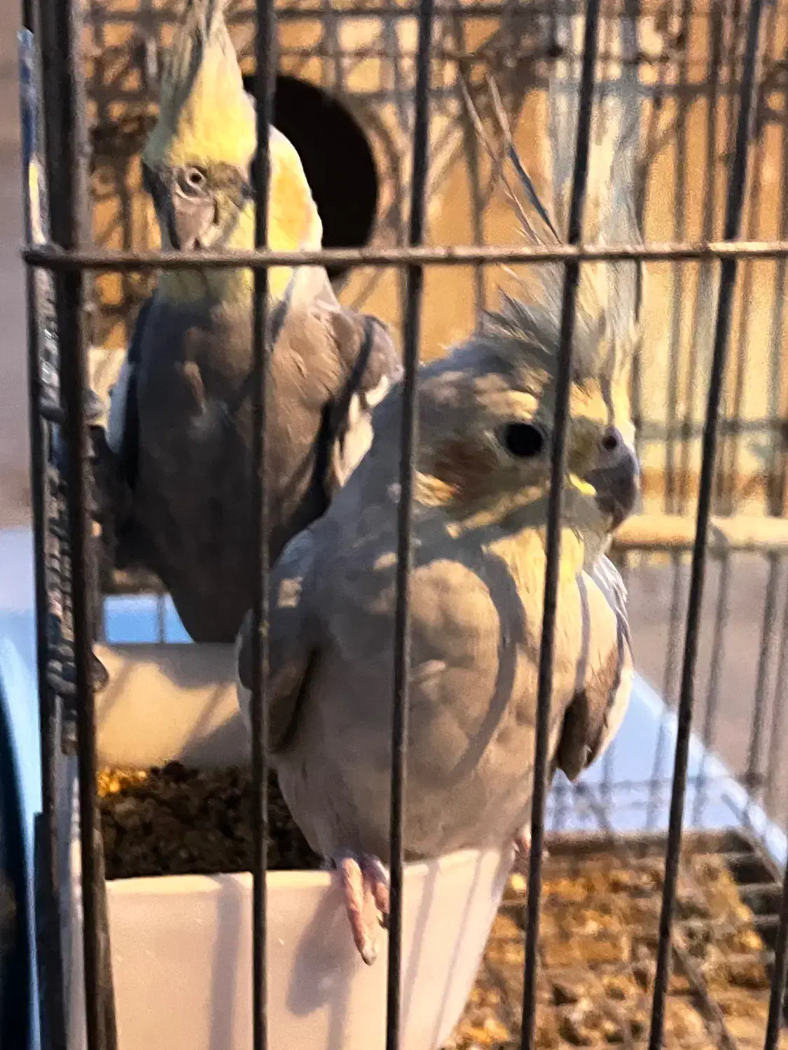 عروس هلندی مولد|پرنده|فیروزآباد (فارس), |دیوار