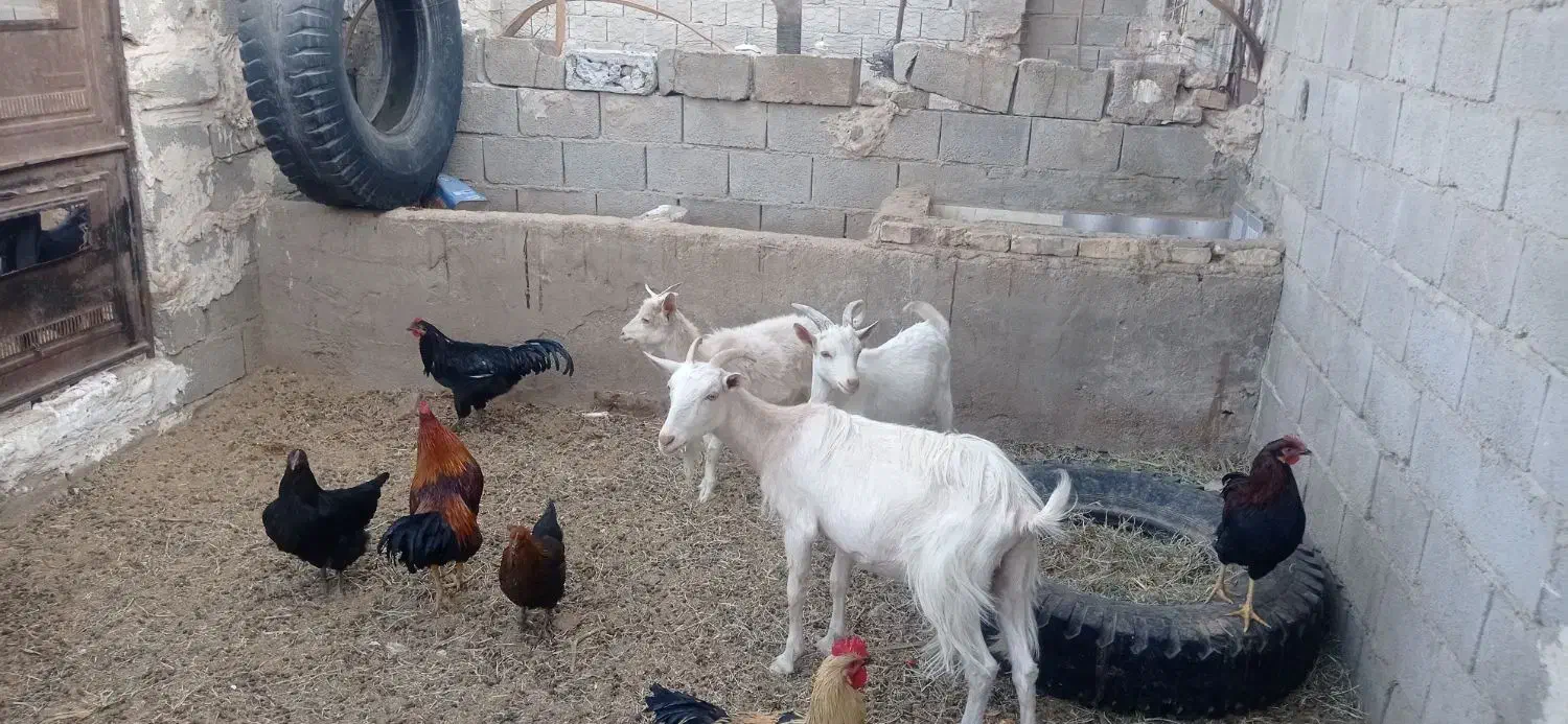 بز سانن به همراه دو بزغاله نر|حیوانات مزرعه|طبس, |دیوار