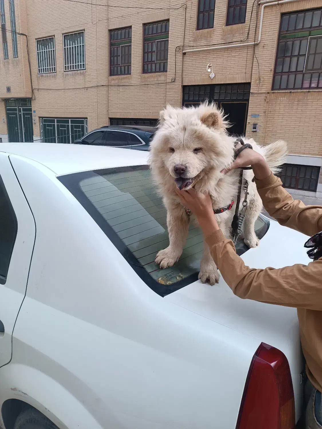 سگ چاو چاو|سگ|یزد, |دیوار