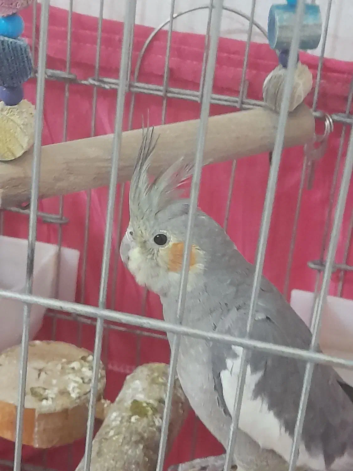 عروس هلندی|پرنده|صباشهر, |دیوار