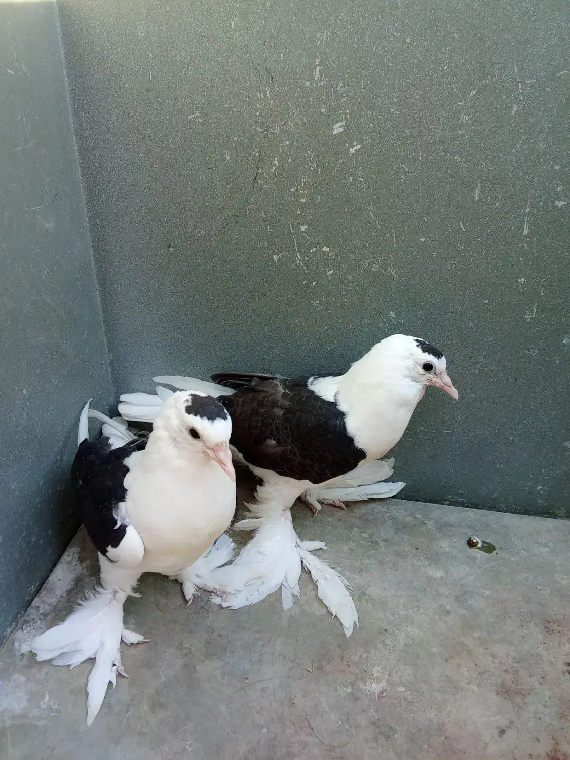 طوقی.دم سیاه.ساده سیاه معاوضه با طوقی ماده|پرنده|ایرانشهر, |دیوار