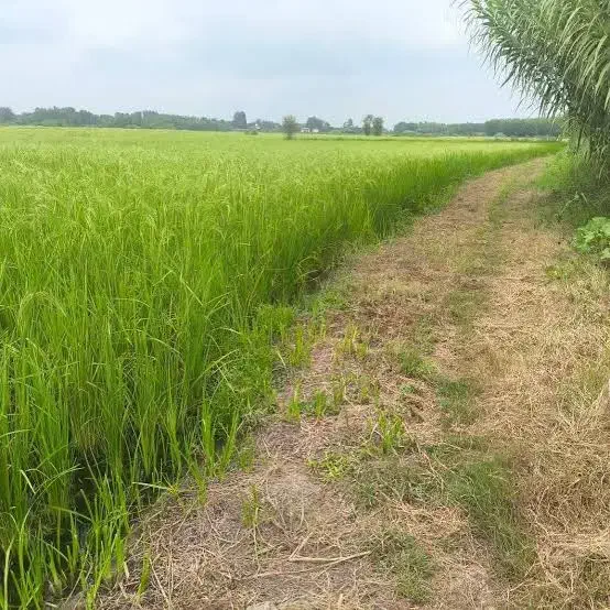 زمین کشاورزی  ۴۰۰۰ متر|فروش دفتر صنعتی، کشاورزی، تجاری|رشت, پسیخان|دیوار