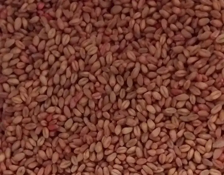 بذر گندم پیشگام اصلاح شده|خدمات باغبانی و درختکاری|سقز, |دیوار