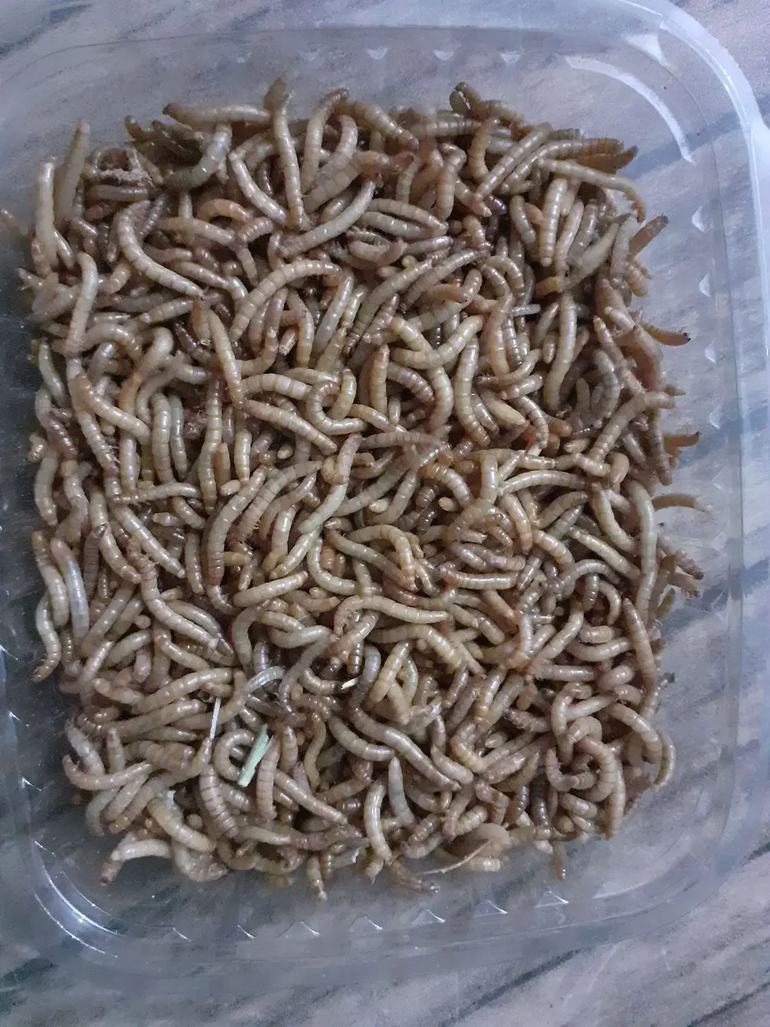 میلورم زنده و خشک|خزنده|همدان, |دیوار