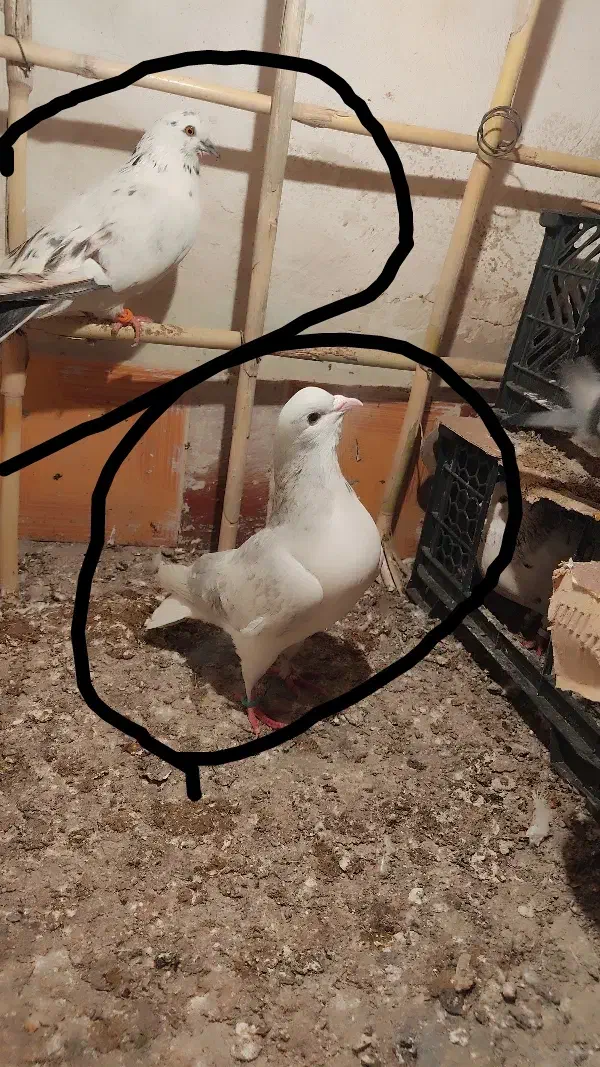 3تا کفتر|پرنده|علی‌آباد کتول, |دیوار