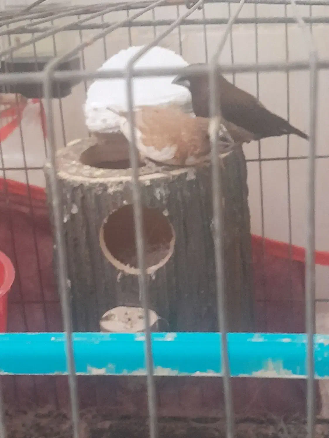 فنج مصری وبنگالی|پرنده|عسلویه, |دیوار