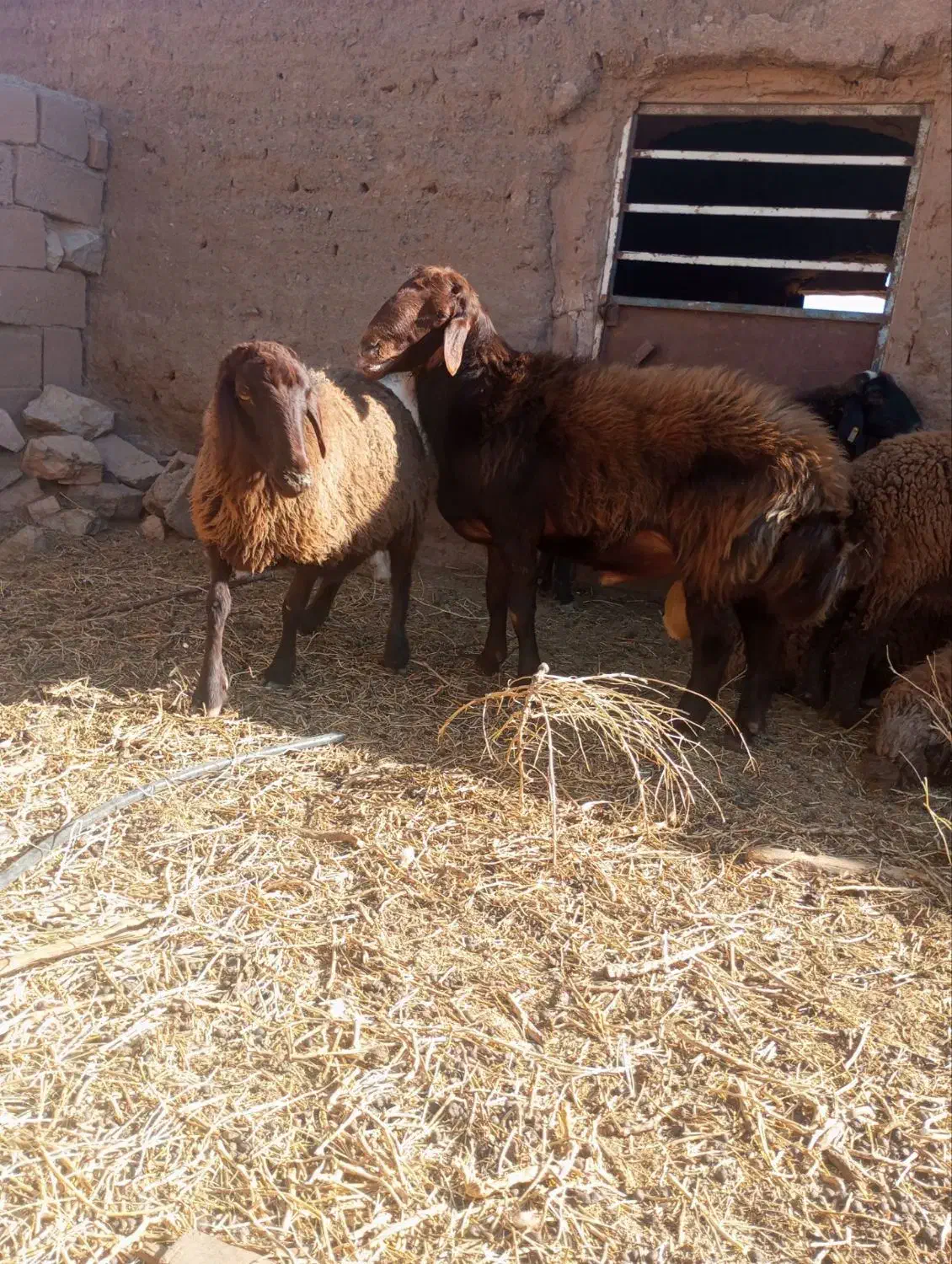 قوچ هترو|حیوانات مزرعه|میان جلگه, |دیوار