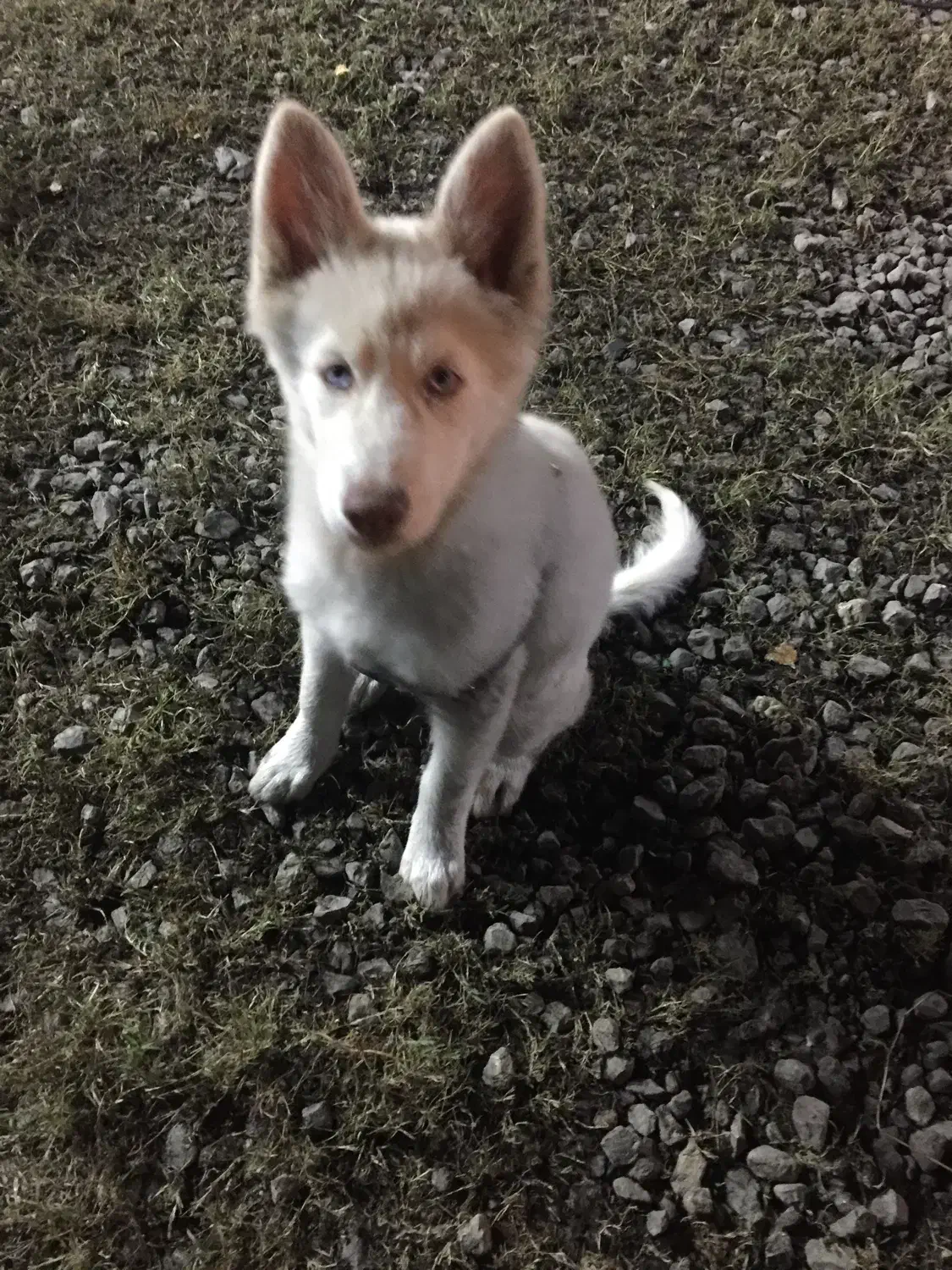 سگ هاسکی|سگ|ایزدشهر, |دیوار