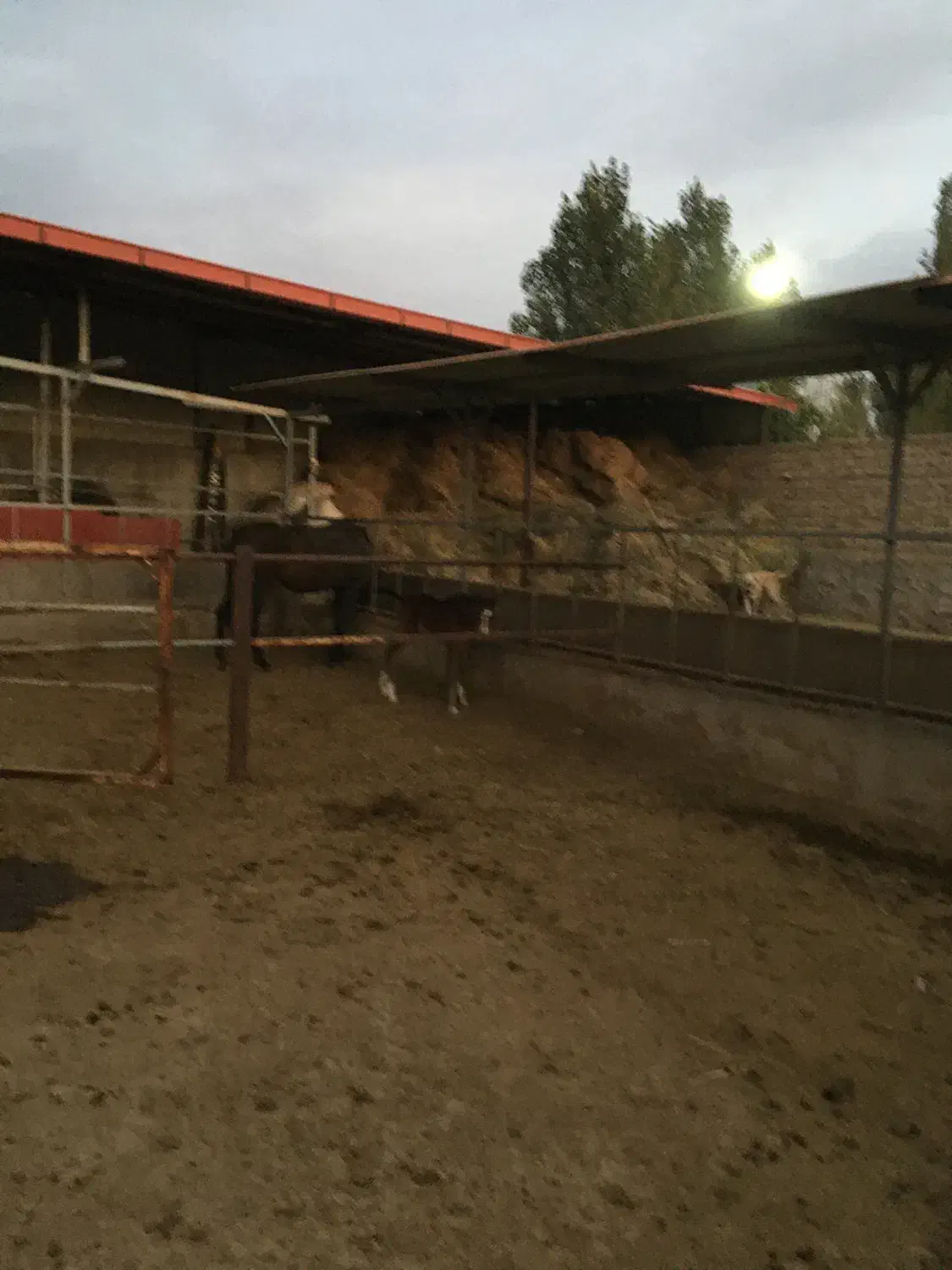 اجاره گاوداری|فروش دفتر صنعتی، کشاورزی، تجاری|کشکسرای, |دیوار