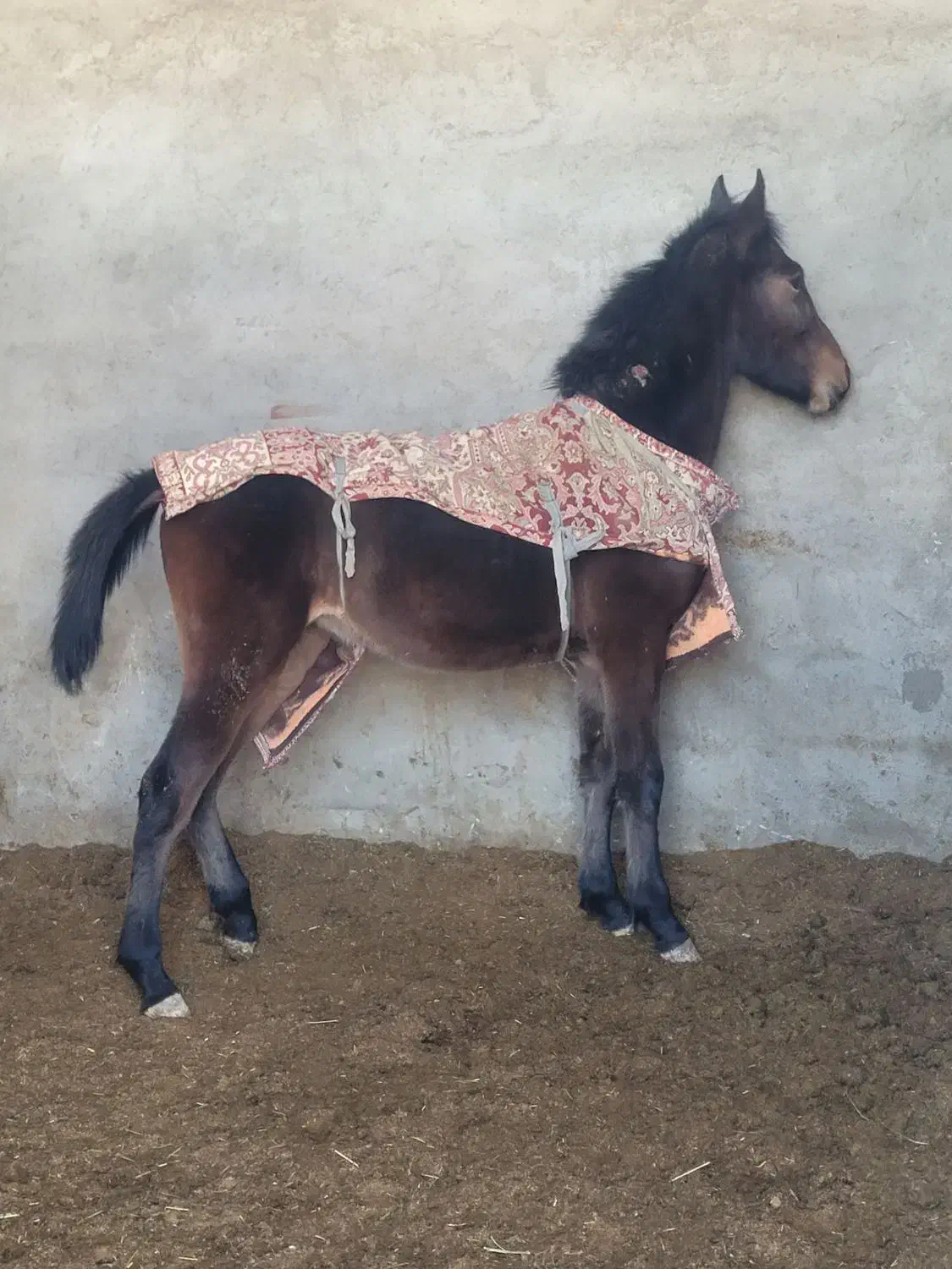 فروش‌ ۲ کره‌ مادیان‌،اسب|اسب و تجهیزات اسب‌سواری|دورود, |دیوار