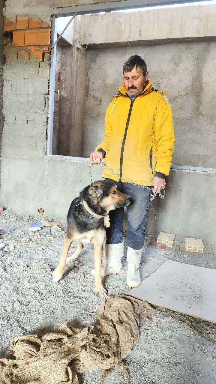 سگ دورگه نگهبانی|سگ|رودهن, |دیوار