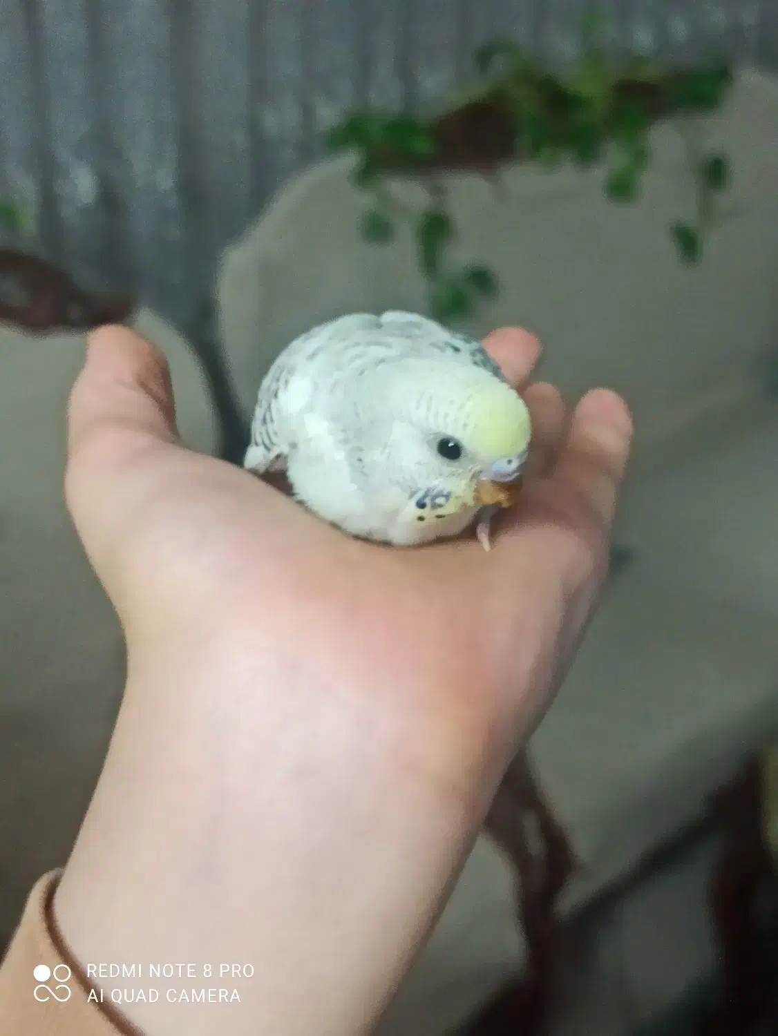 جوجه مرغ عشق انگیلیسی دستی شدن آسان|پرنده|اصفهان, کشاورزی|دیوار