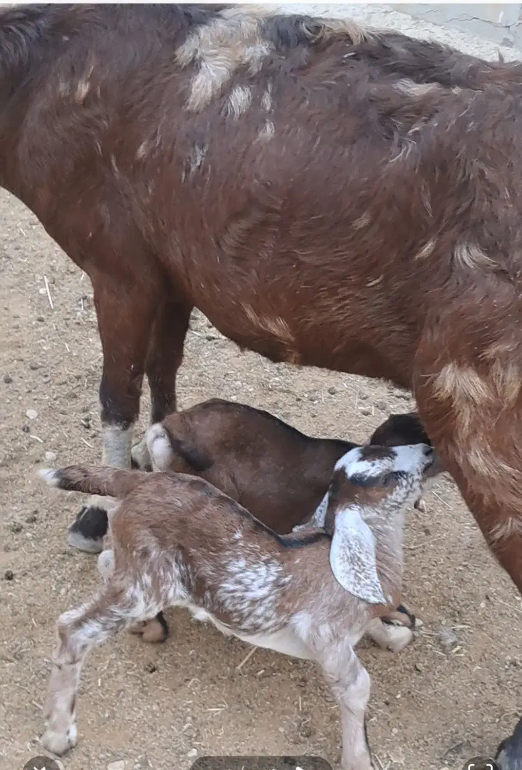 بز جوان و شیری|حیوانات مزرعه|جناح, |دیوار