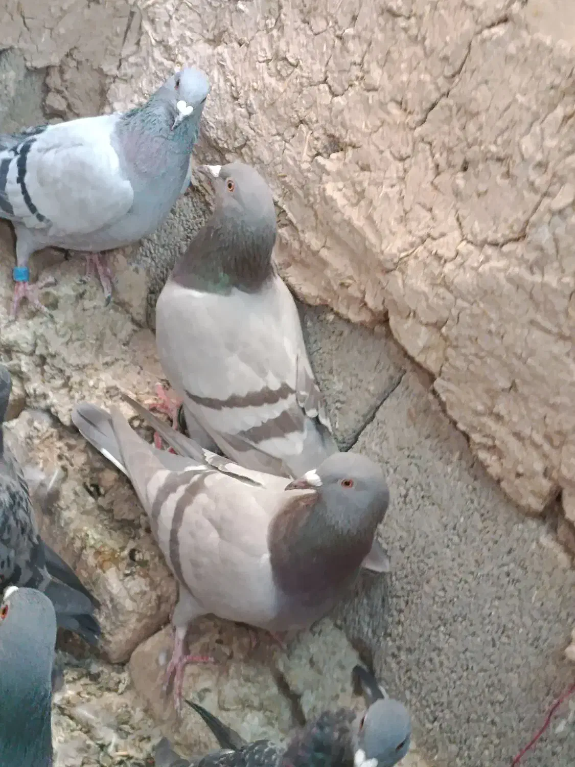 سوسنی کبوتر پلاکی|پرنده|سیدان, |دیوار