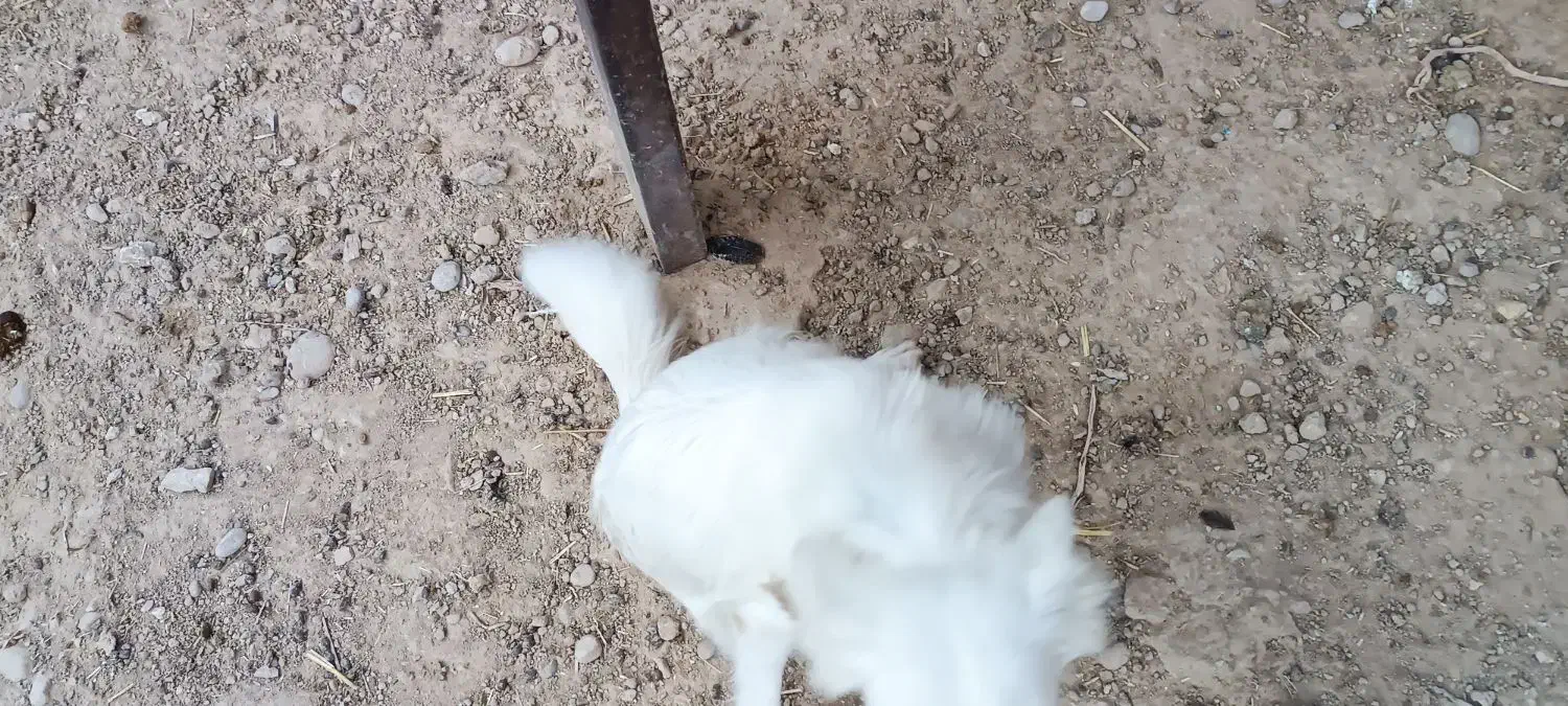 مالینیور ماده درجه یک جوان با یک سگه شیتزو ماده|سگ|سعدآباد, |دیوار