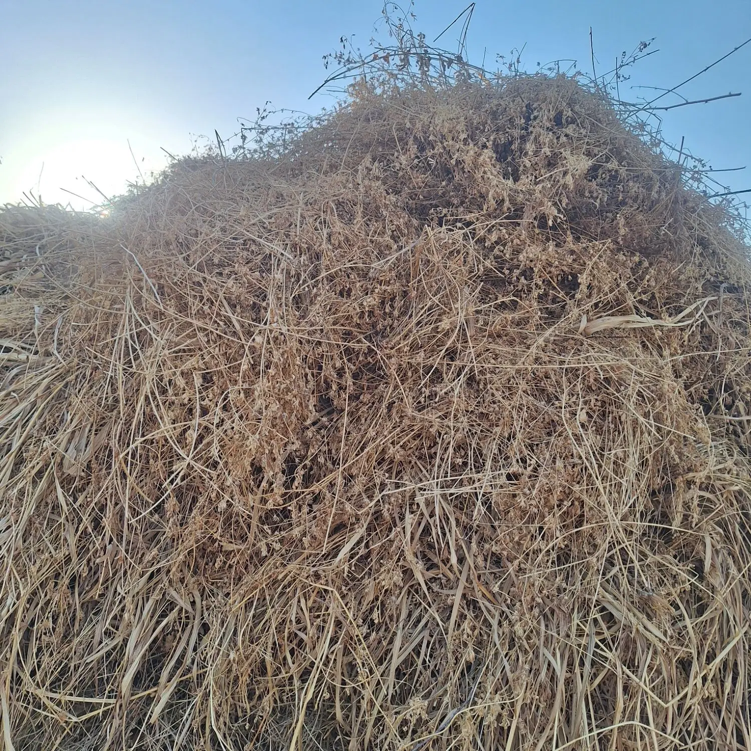 یونجه|خدمات باغبانی و درختکاری|اسلام آباد, |دیوار