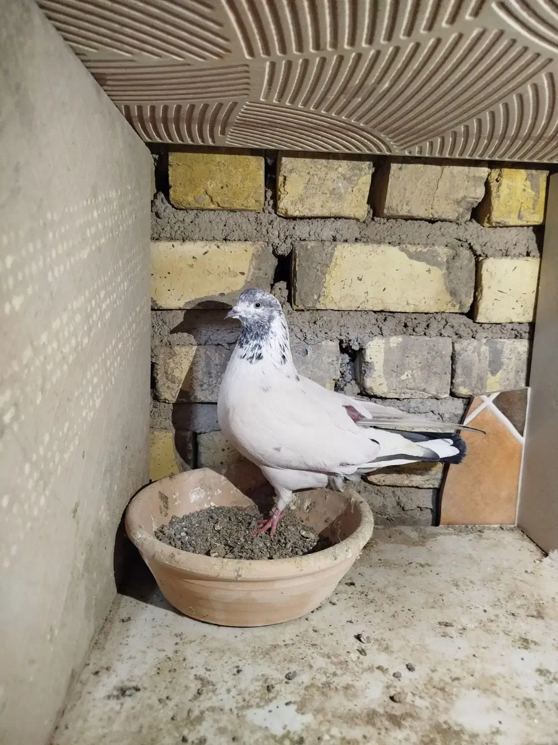 کفتر ساعت بالا|پرنده|کاشان, لتحر|دیوار