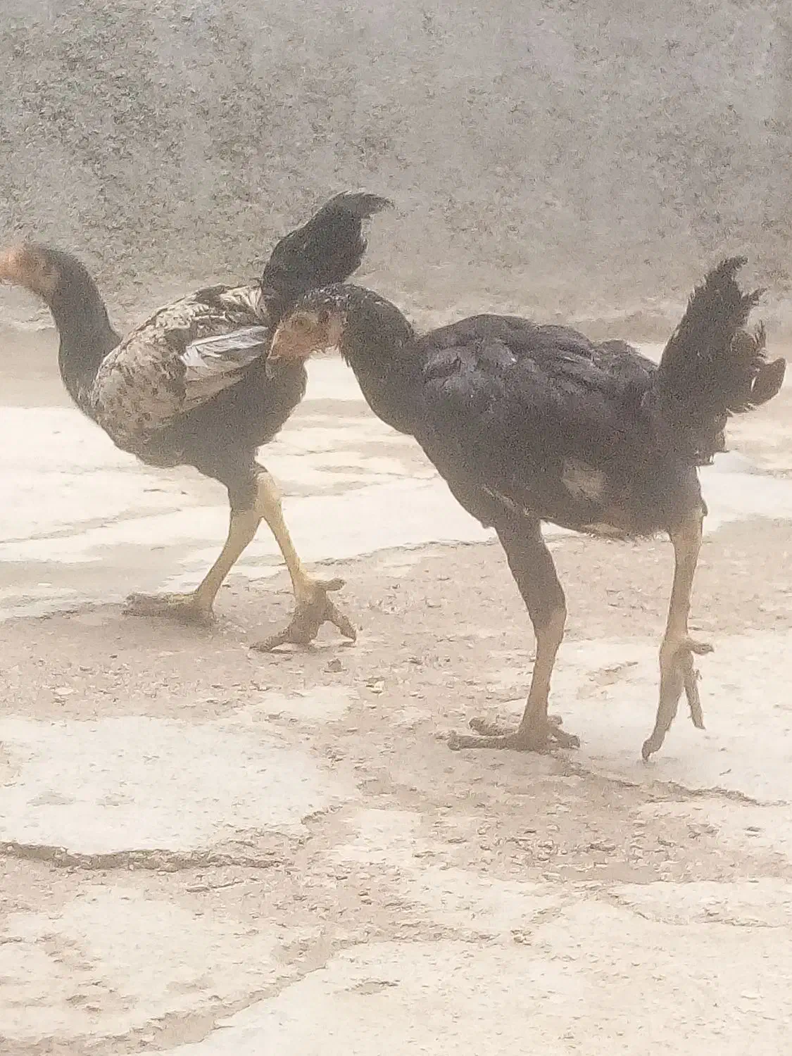 یه جفت جوجه لاری آس|حیوانات مزرعه|آشخانه, |دیوار