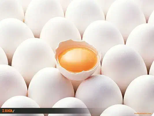 فروش تخم مرغ|خوردنی و آشامیدنی|شیراز, شیمی گیاه|دیوار
