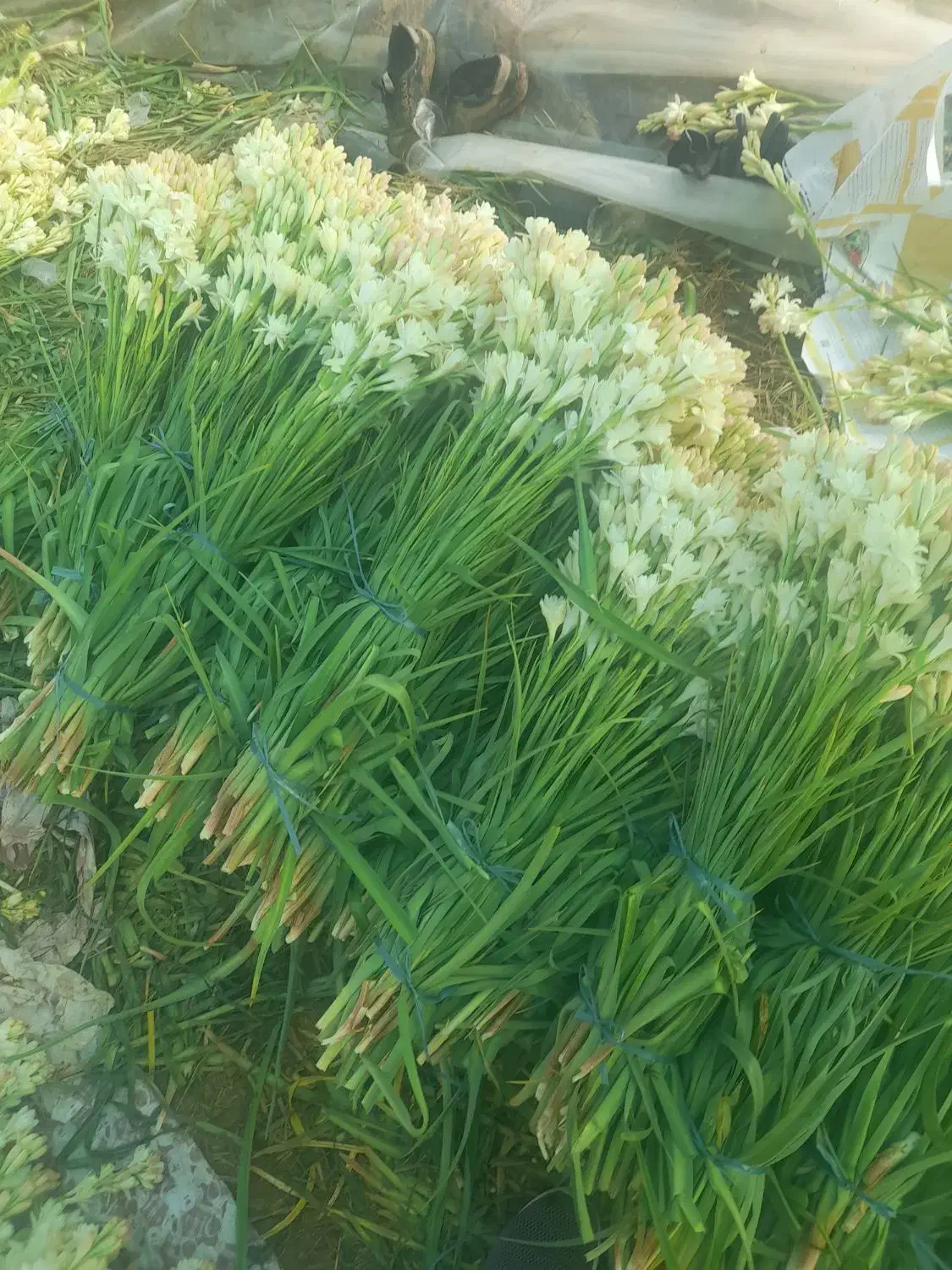 بذر  مریم|گل و گیاه طبیعی|اصفهان, دانشگاه اصفهان|دیوار