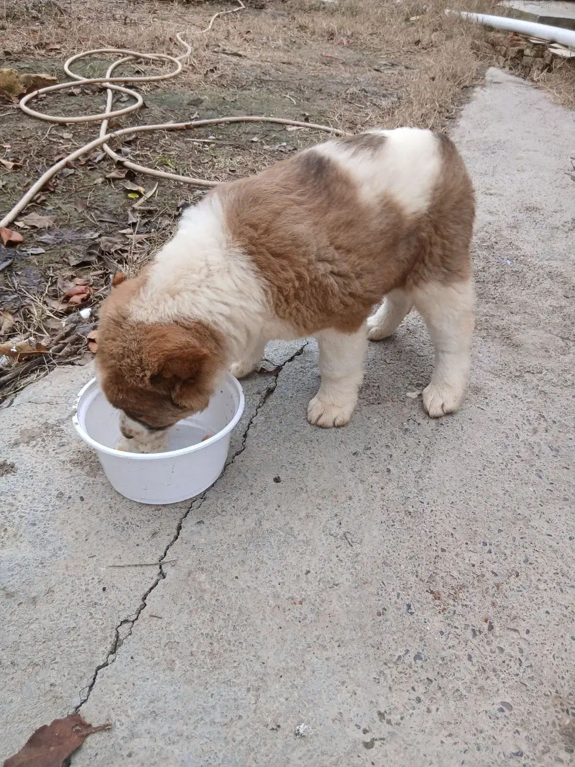 سگ ماده....الابای|سگ|سیمین شهر, |دیوار