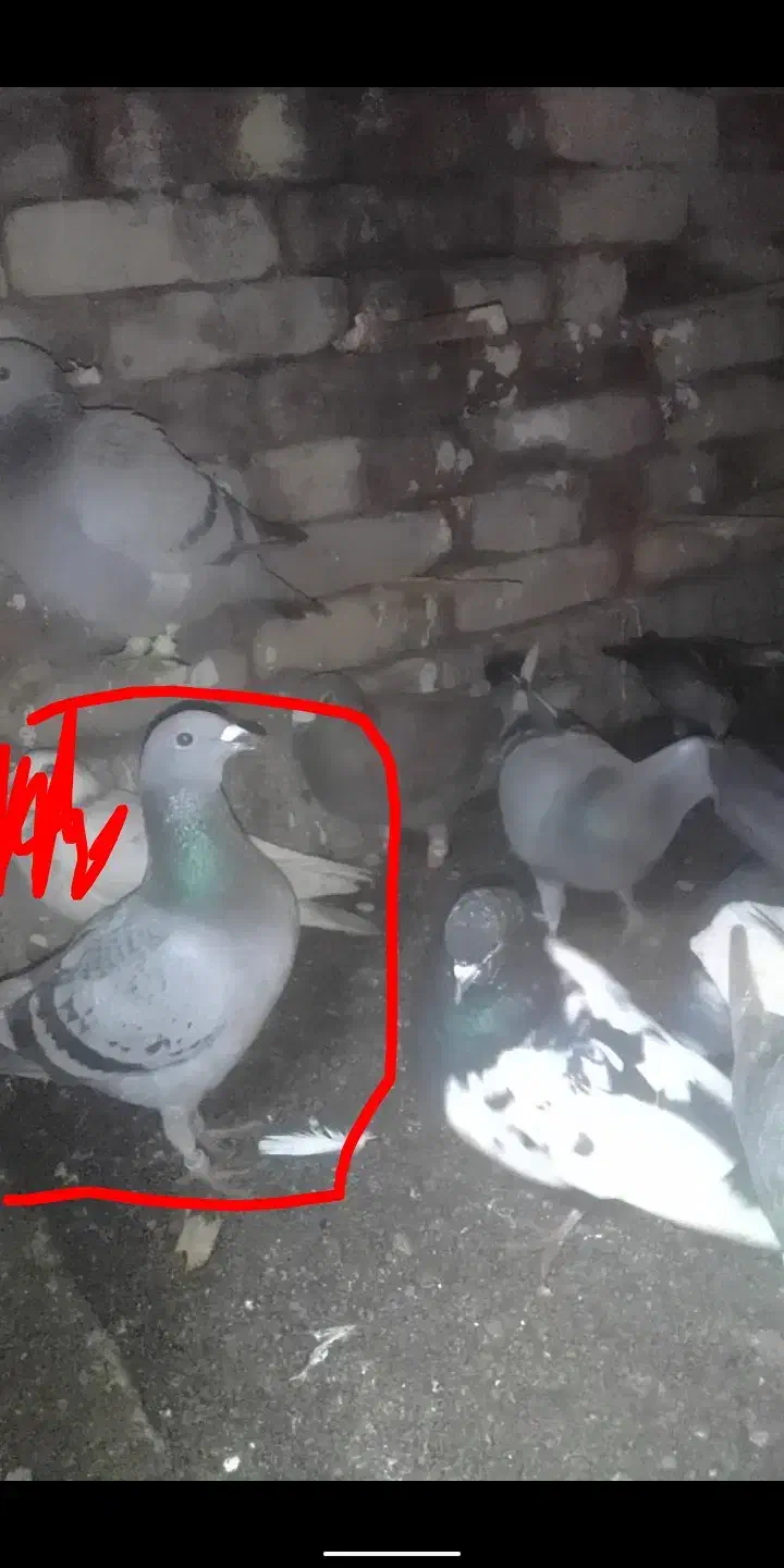 گمشده کبوتر|حیوانات|سبزوار, باهنر|دیوار
