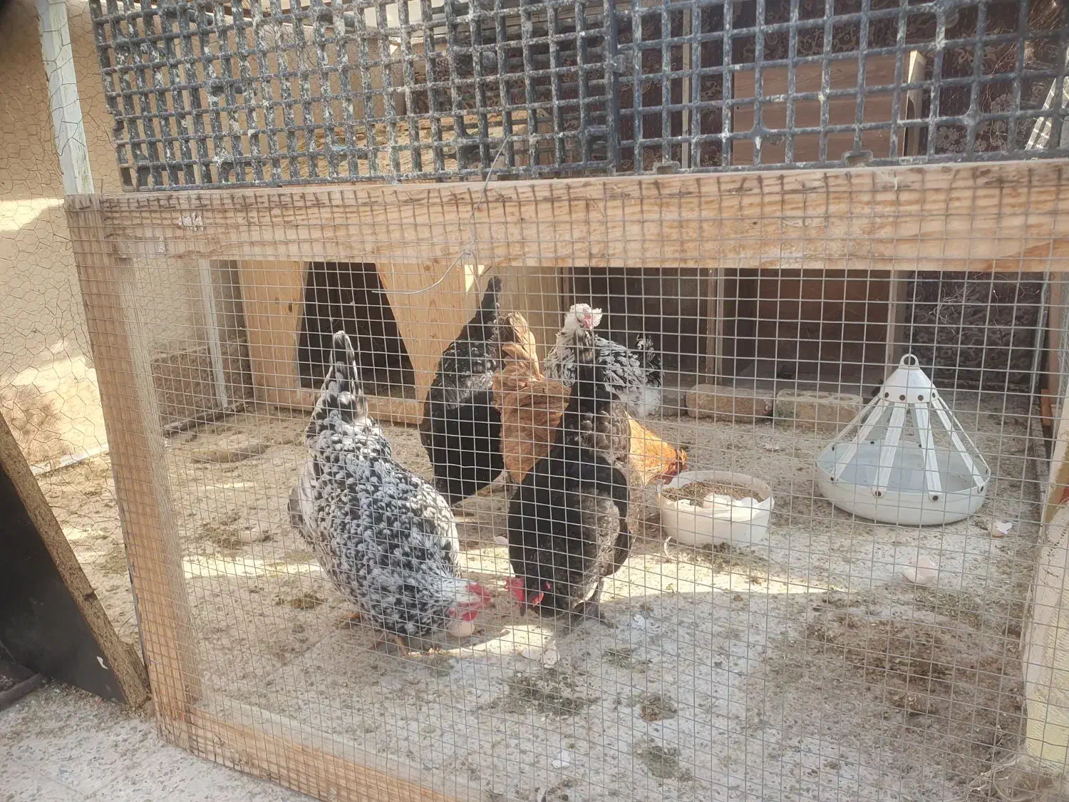 مرغ گلین|حیوانات مزرعه|گلبهار, شهر جدید گلبهار|دیوار