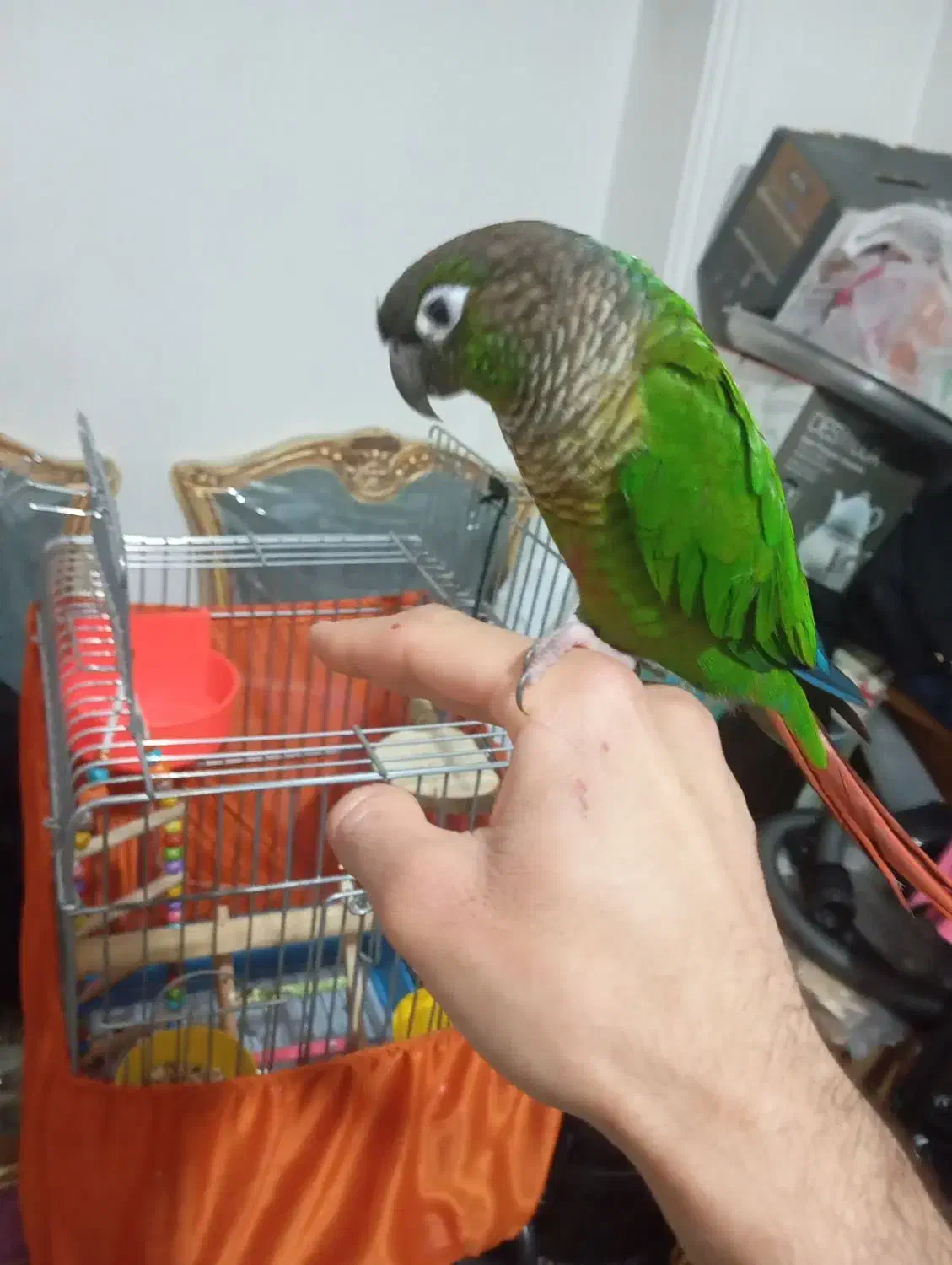 گرینچیک نر|پرنده|شهر ری, صفاییه (چشمه علی)|دیوار