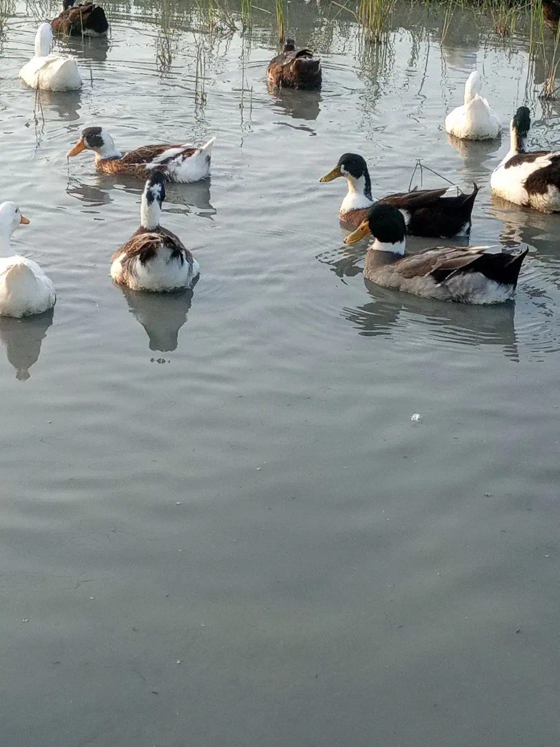 اردک ماده|حیوانات مزرعه|لاهیجان, بازکیاگوراب|دیوار