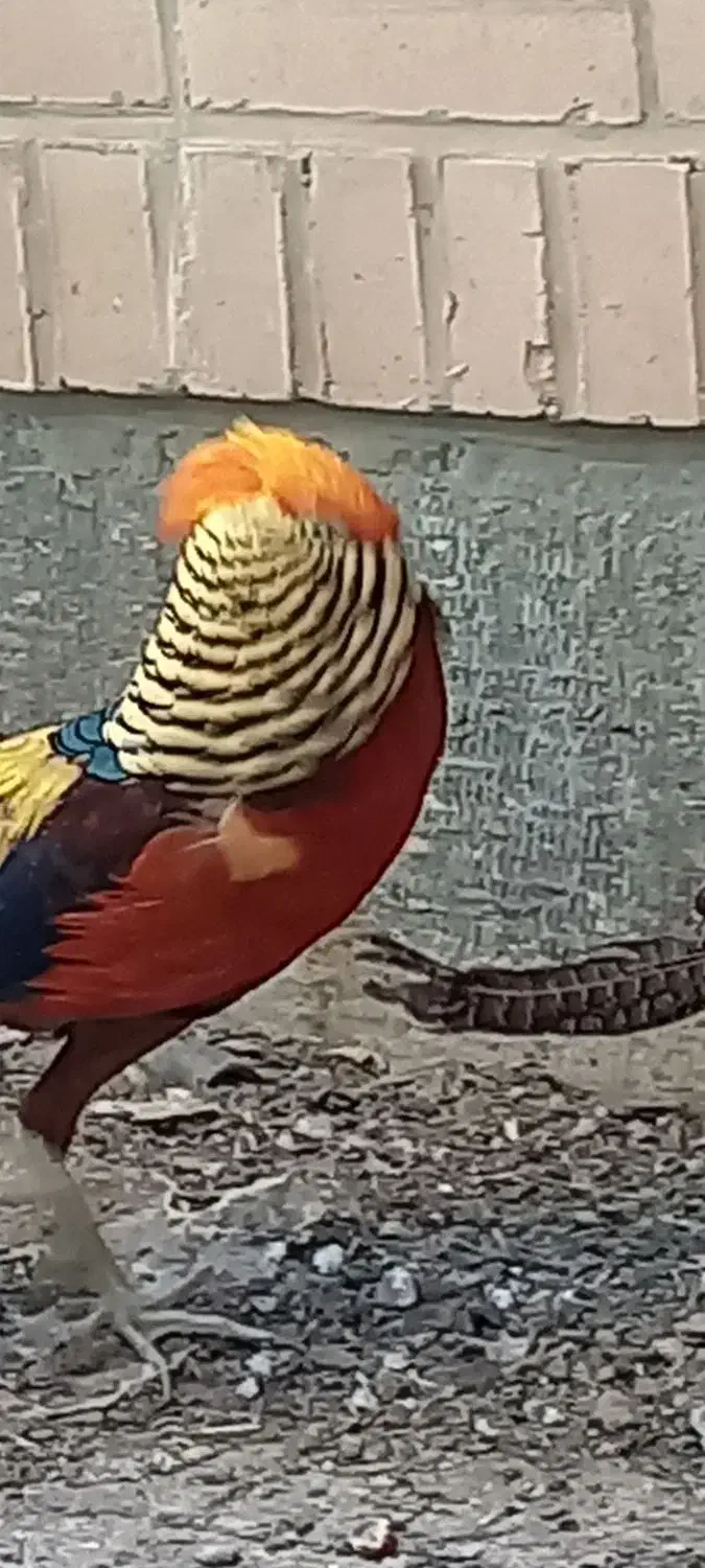 مرغ تزیینی|پرنده|بیرجند, |دیوار