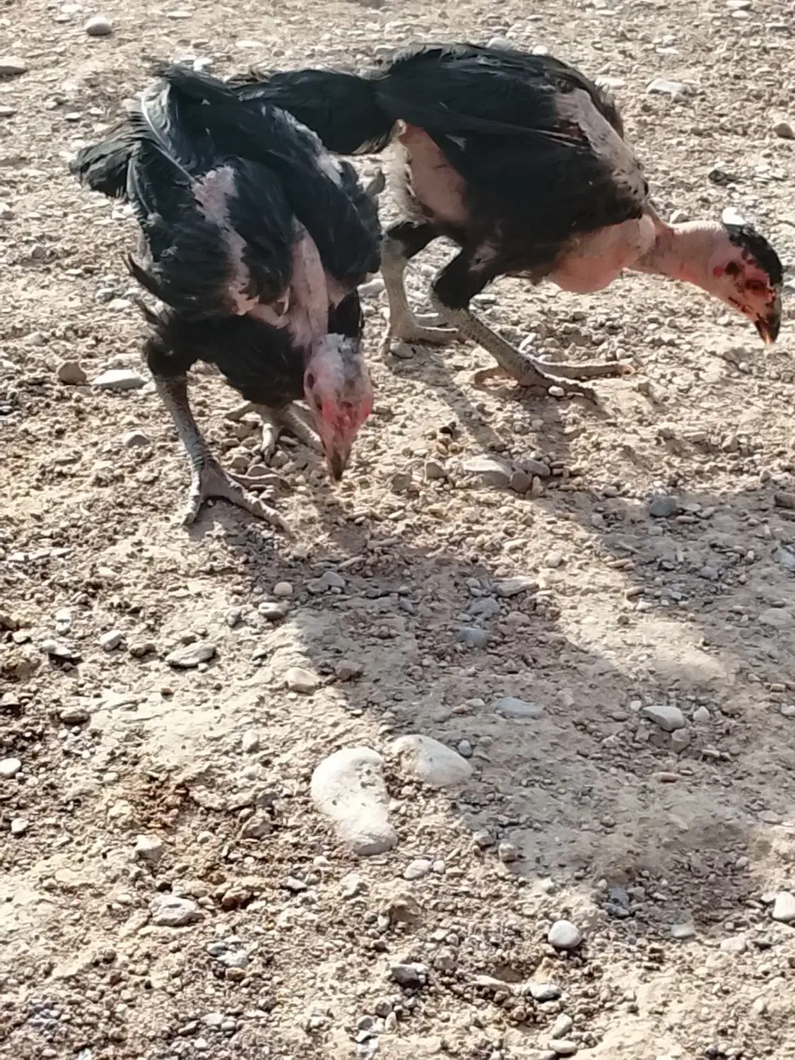 جوجه محلی|حیوانات مزرعه|زابل, |دیوار