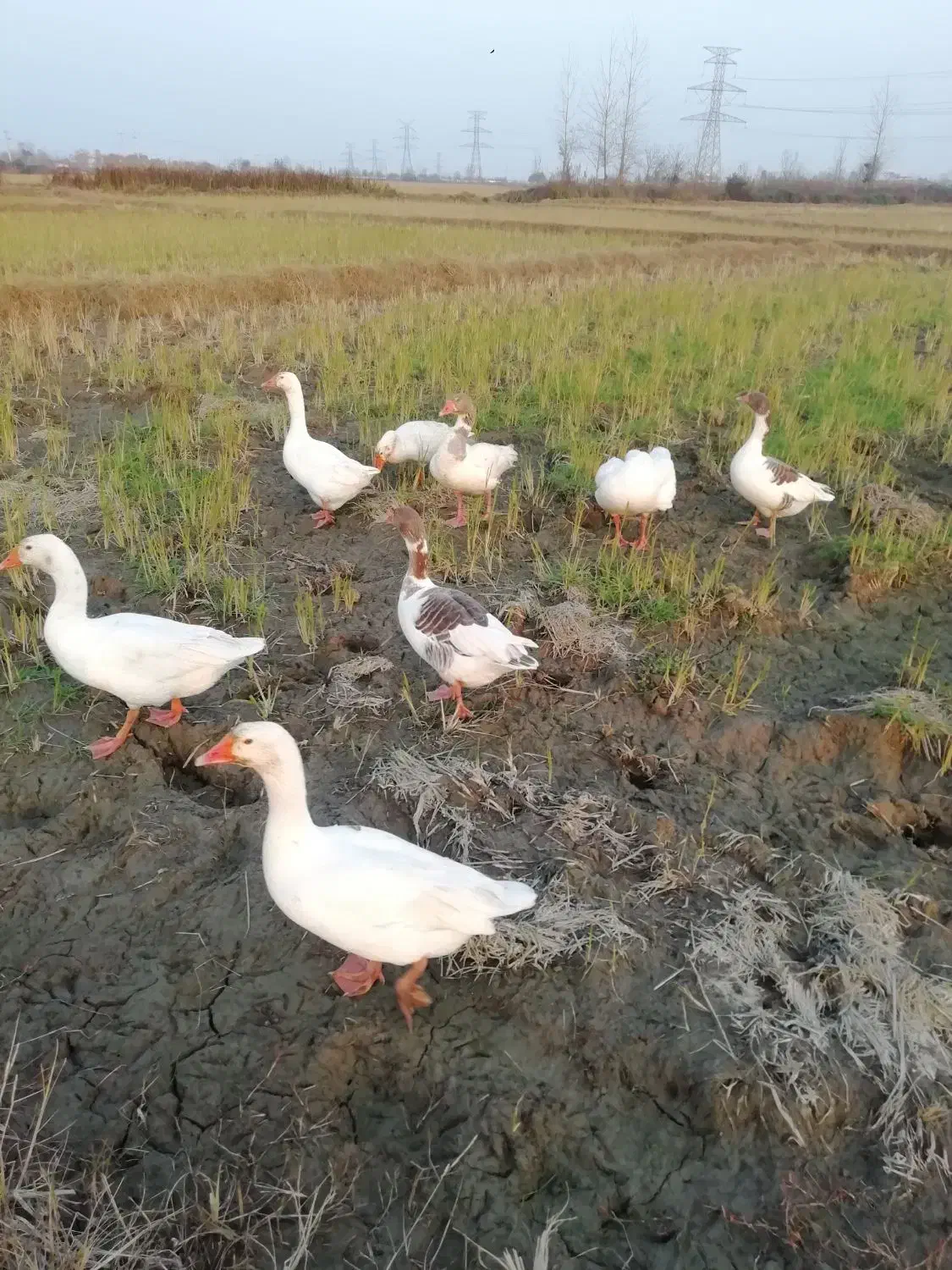 فروش غاز محلی|حیوانات مزرعه|لاهیجان, بازکیاگوراب|دیوار