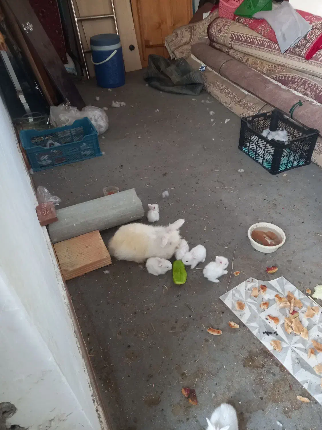 خرگوش لوپ و معمولی|موش و خرگوش|گرگان, |دیوار