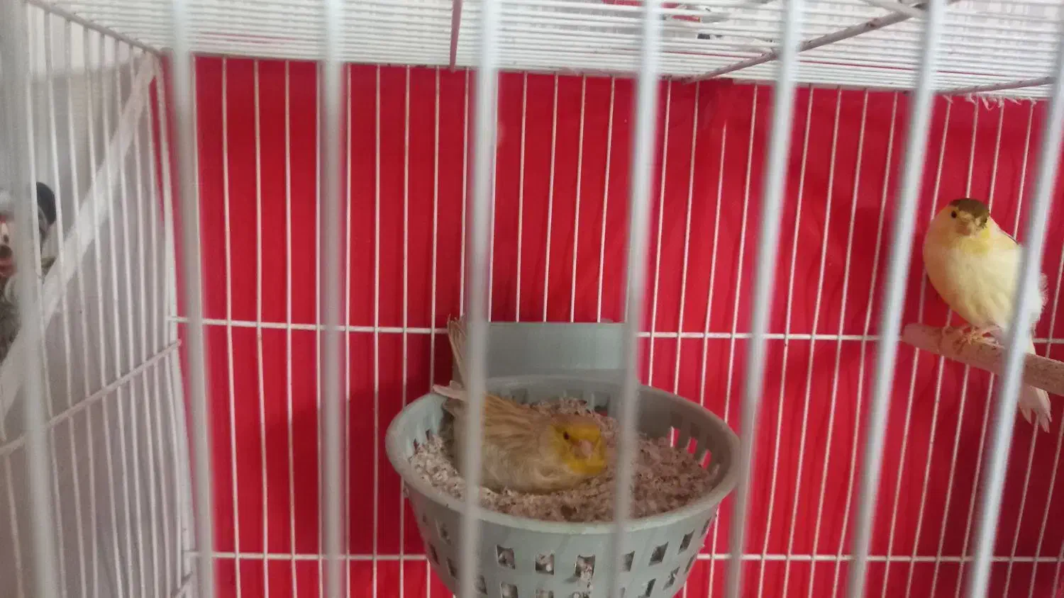 قناری جفت|پرنده|مشهد, شهید قربانی|دیوار