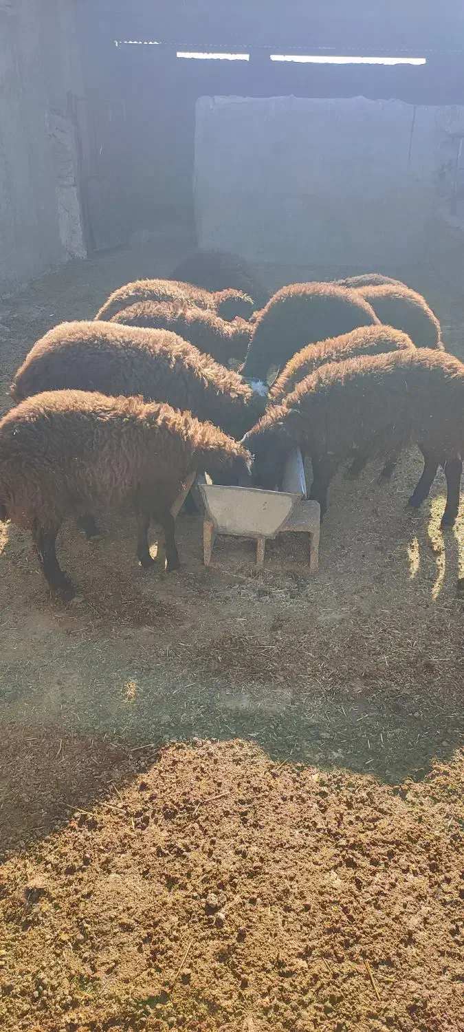 تعداد بره ماده به فورش میرسه.و تعداد شون 12عدد|حیوانات مزرعه|نیشابور, دارایی|دیوار