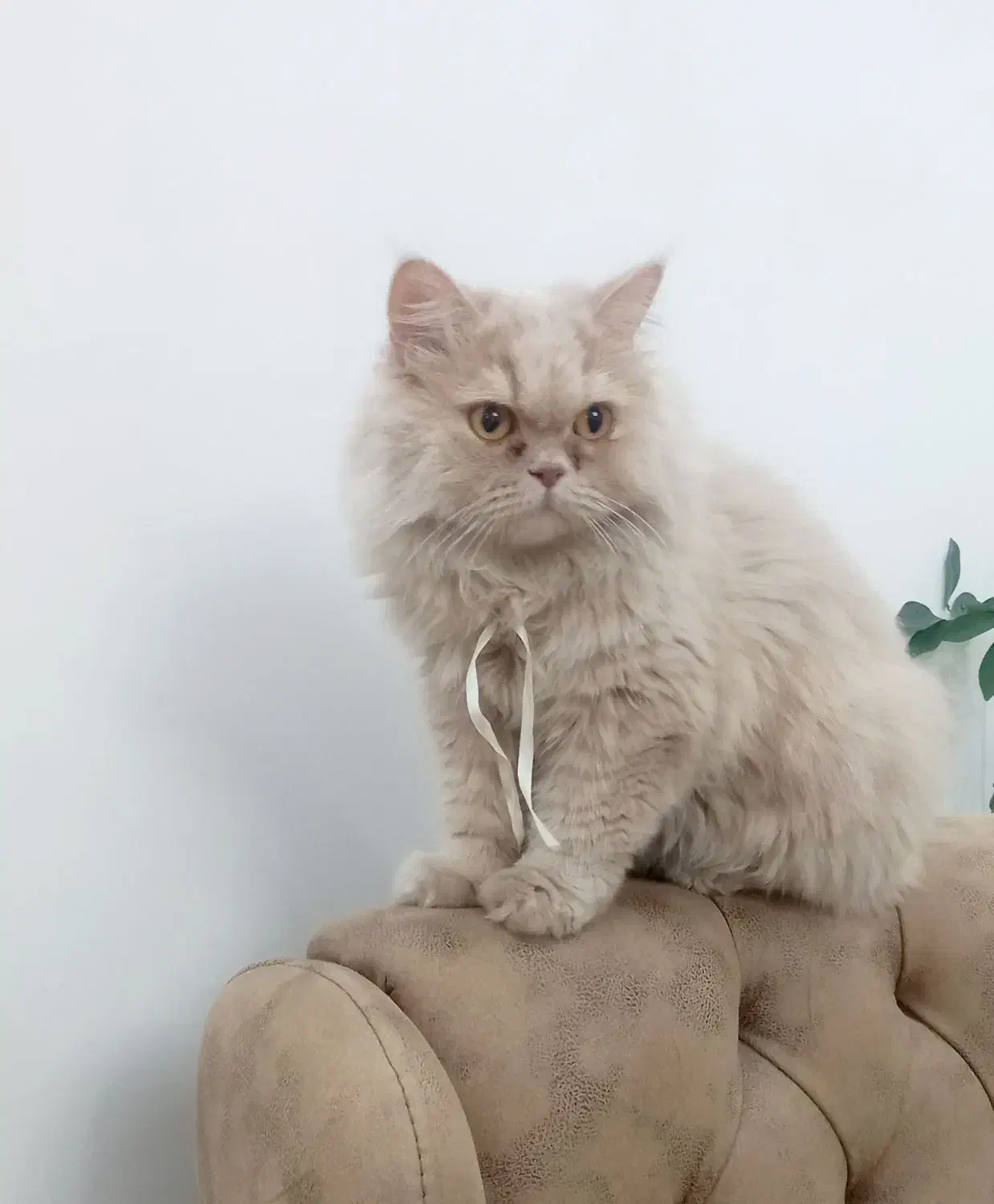 گربه پرشین|گربه|فردیس, قریشی|دیوار