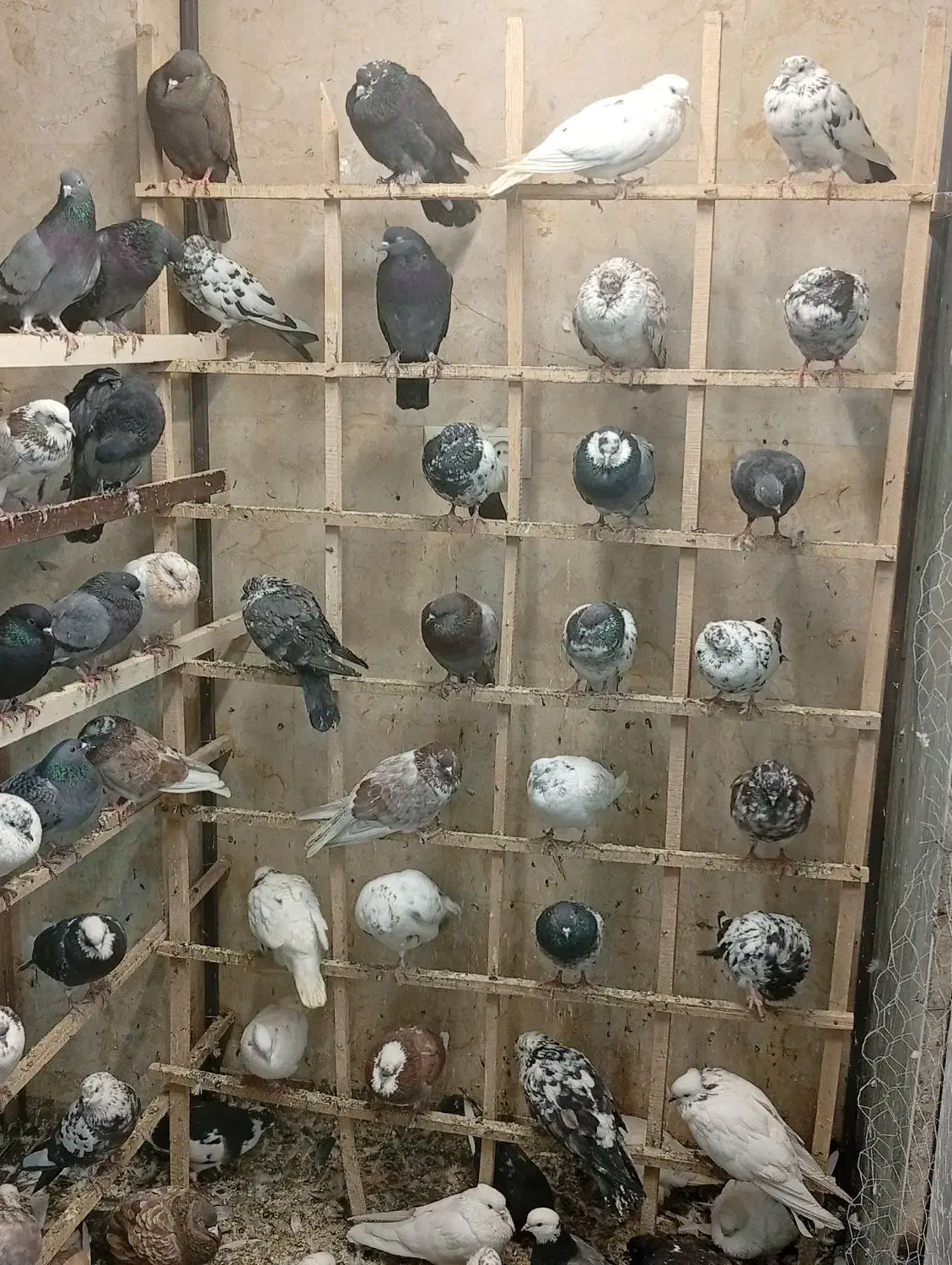 کبوتر پرشی عروس هلندی|پرنده|محمدشهر, محمدشهر|دیوار