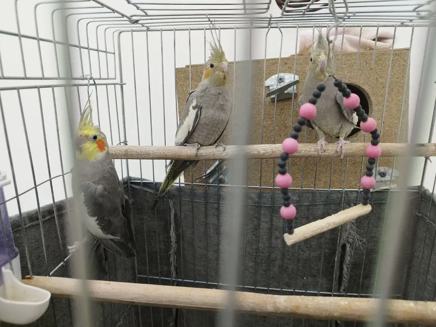 عروس هلندی|پرنده|اردکان, |دیوار