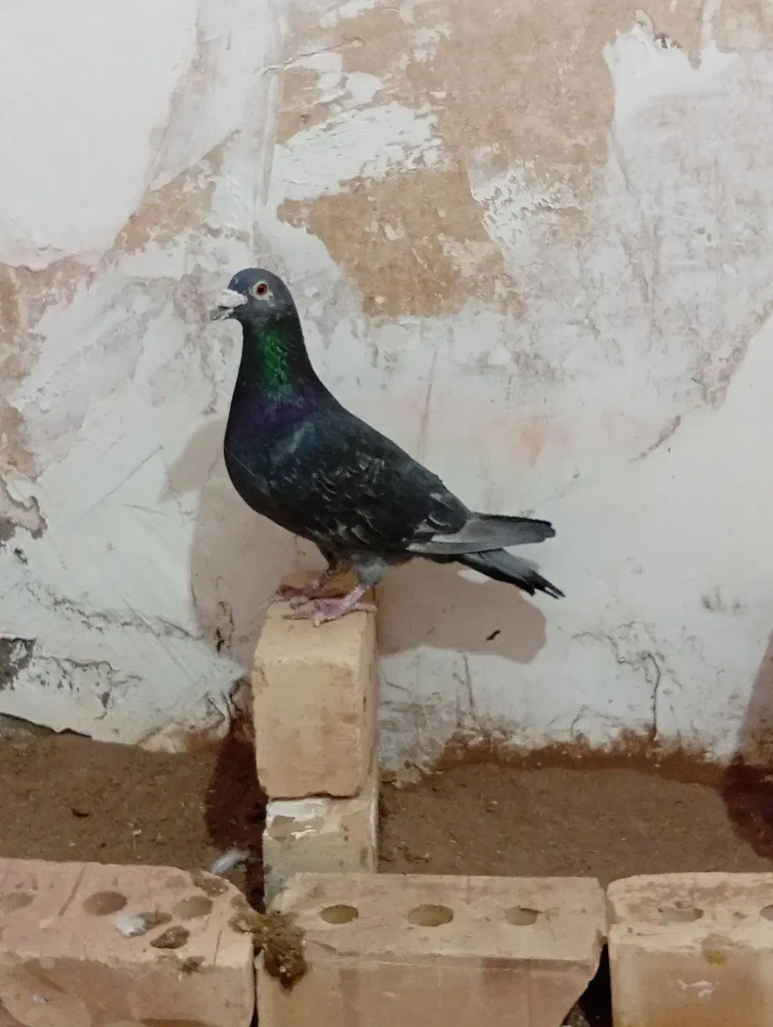 کبوتر گرفتنی و جفگاهی|پرنده|فیروزه, |دیوار