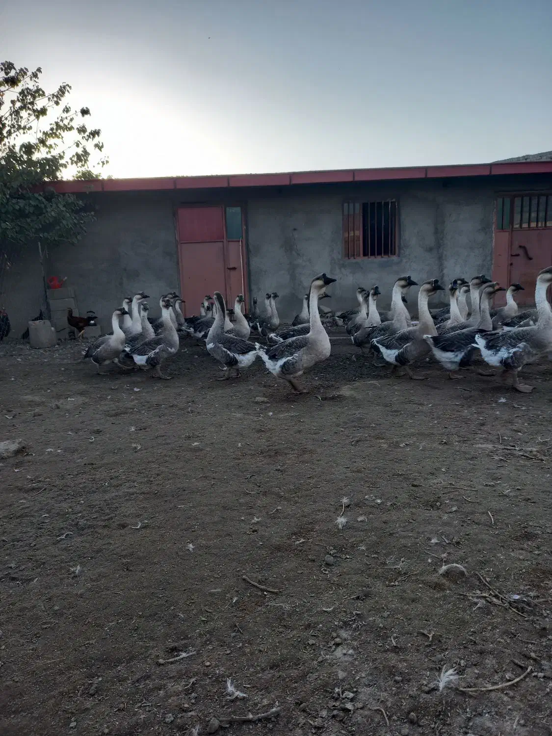 فروش گله قو غاز اکراینی|حیوانات مزرعه|بناب, |دیوار