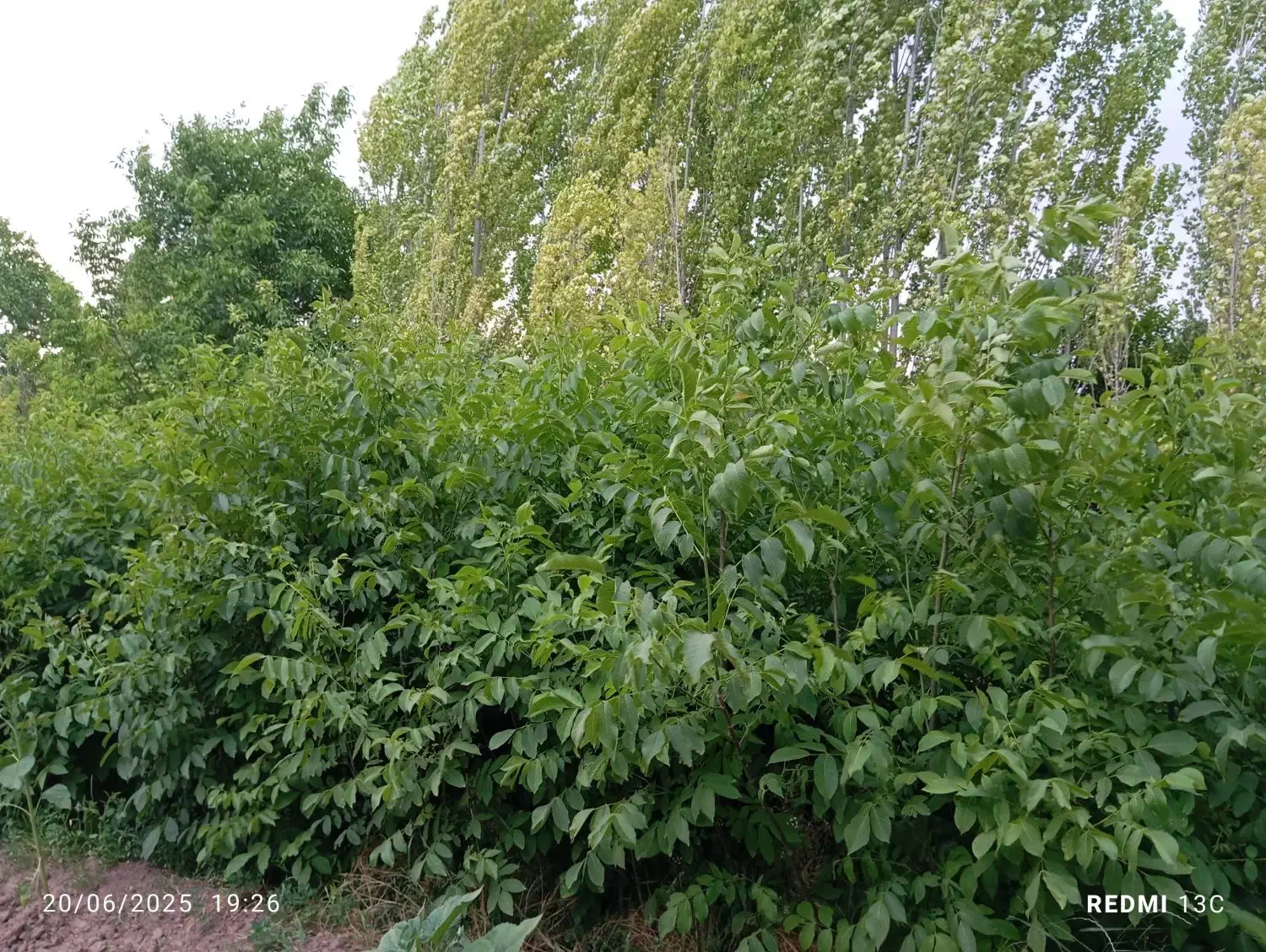 گردو محلی|حراج|فیرورق, |دیوار