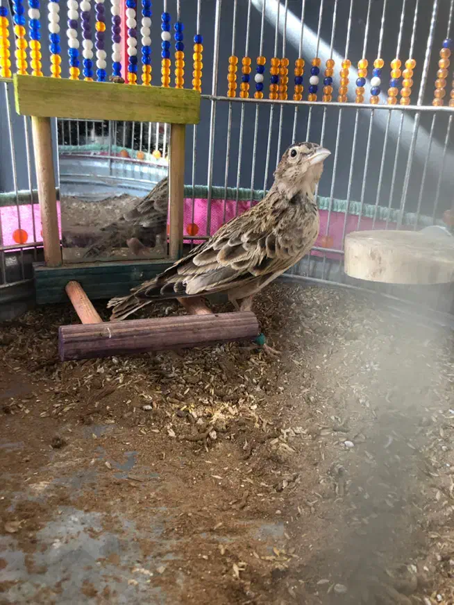 سهره خاکی|پرنده|یزد, |دیوار