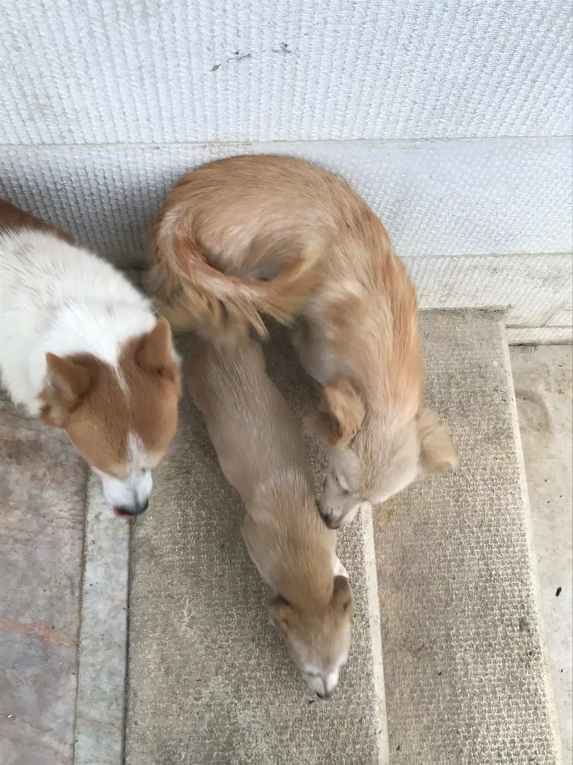 توله اشپیتز|سگ|آستارا, |دیوار