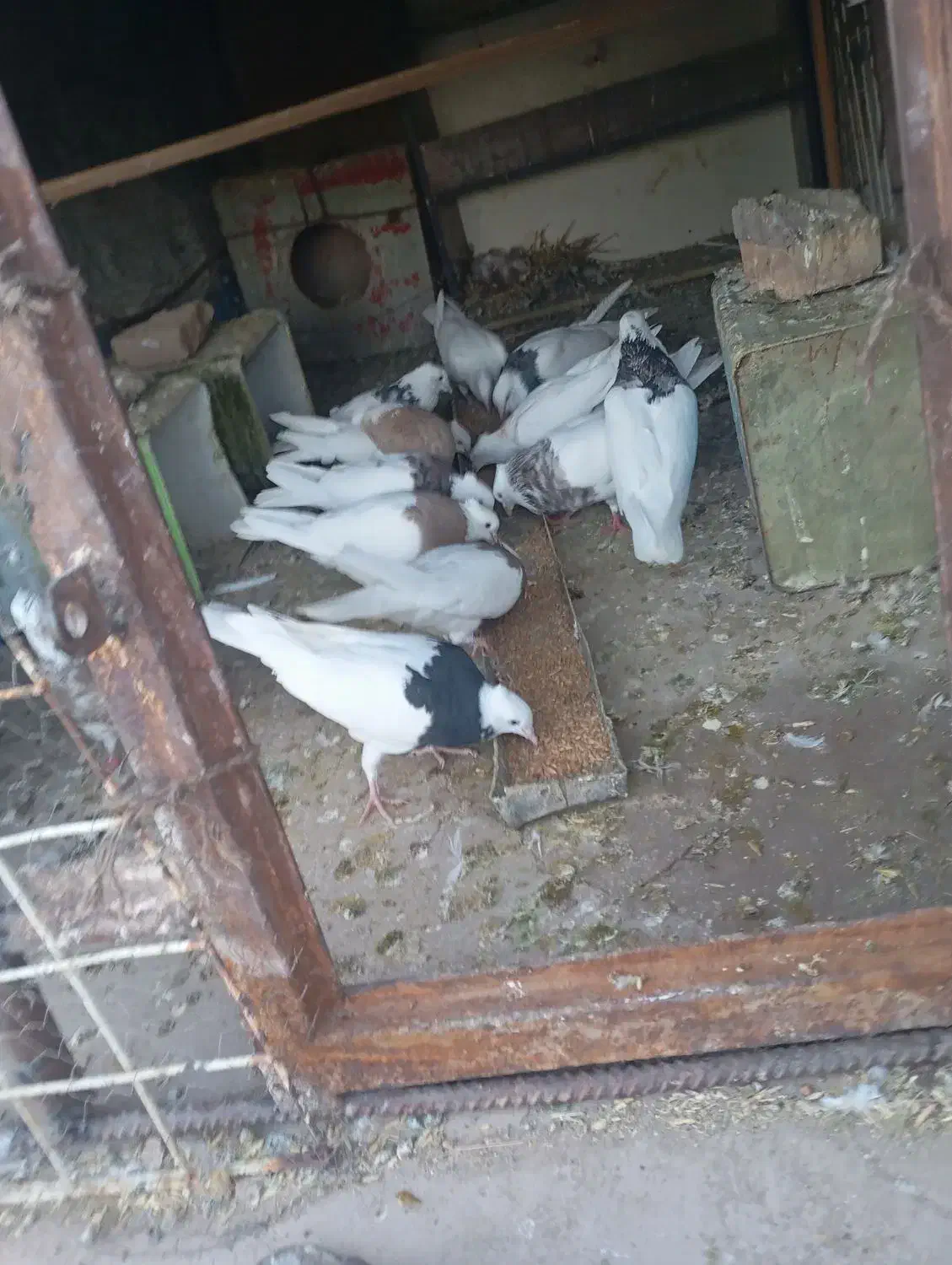 کبوتر|پرنده|نرماشیر, |دیوار