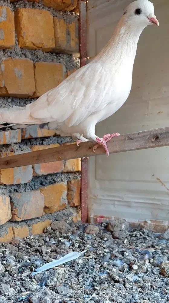 کبوتر سفید ماده|پرنده|خوانسار, |دیوار