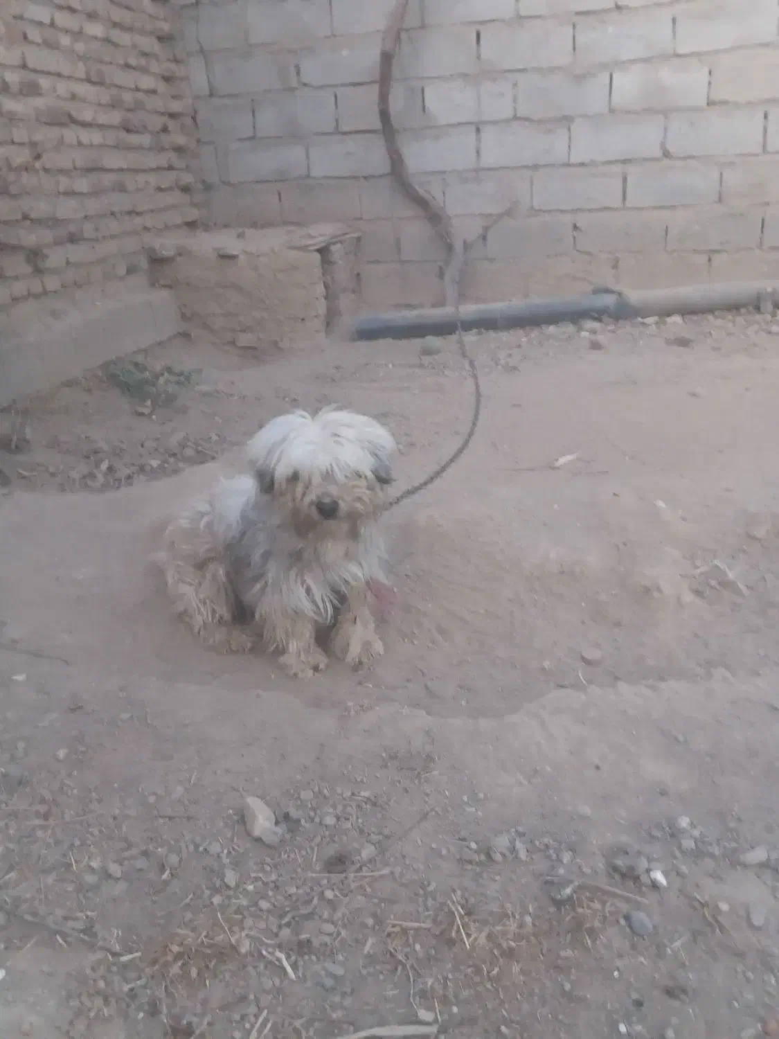 سگ پاکوتاه نر|سگ|میاندوآب, |دیوار