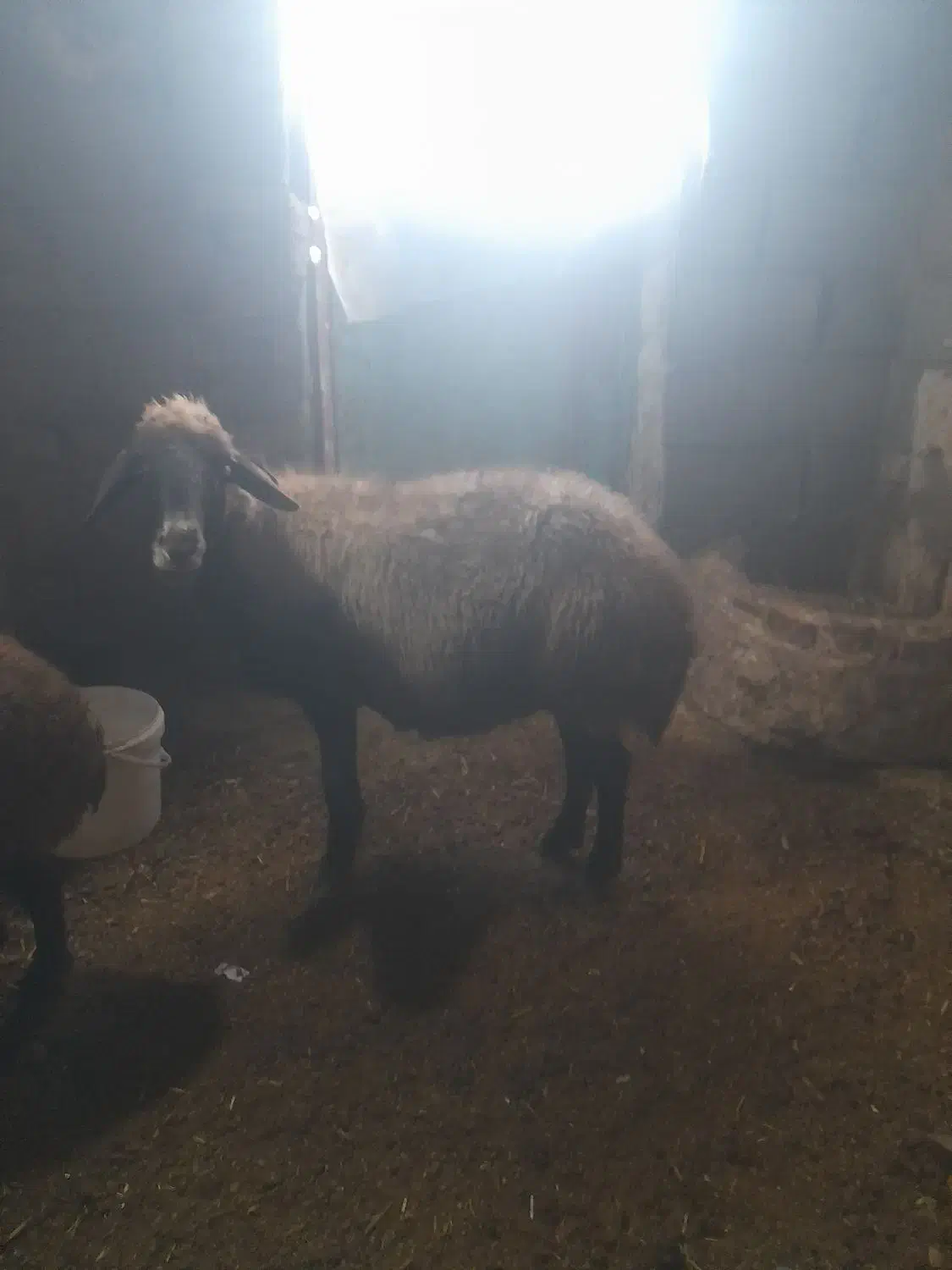 بره بهارزا|حیوانات مزرعه|الیگودرز, |دیوار