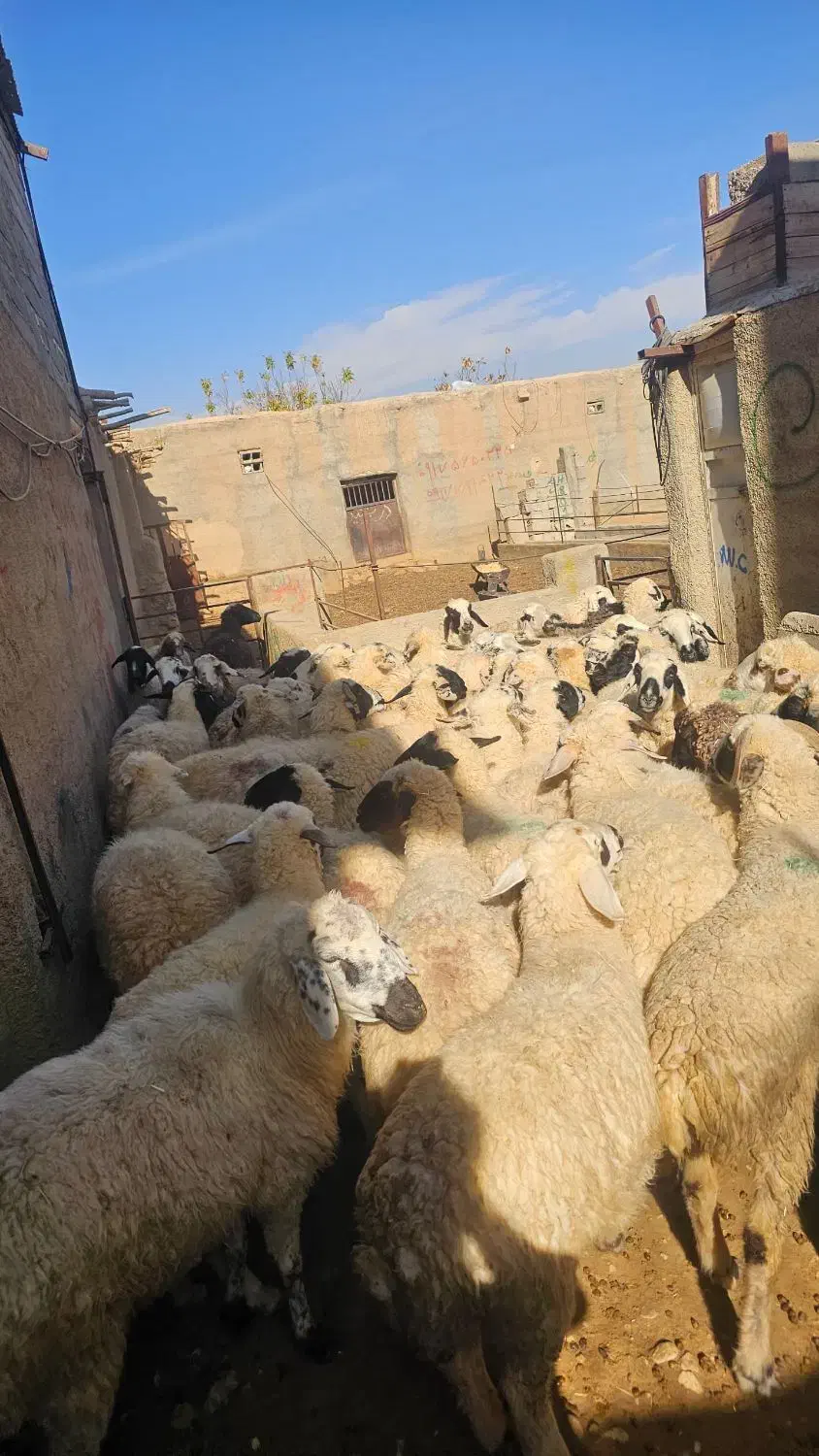 میش عراقی داشتی|حیوانات مزرعه|سرچهان, |دیوار